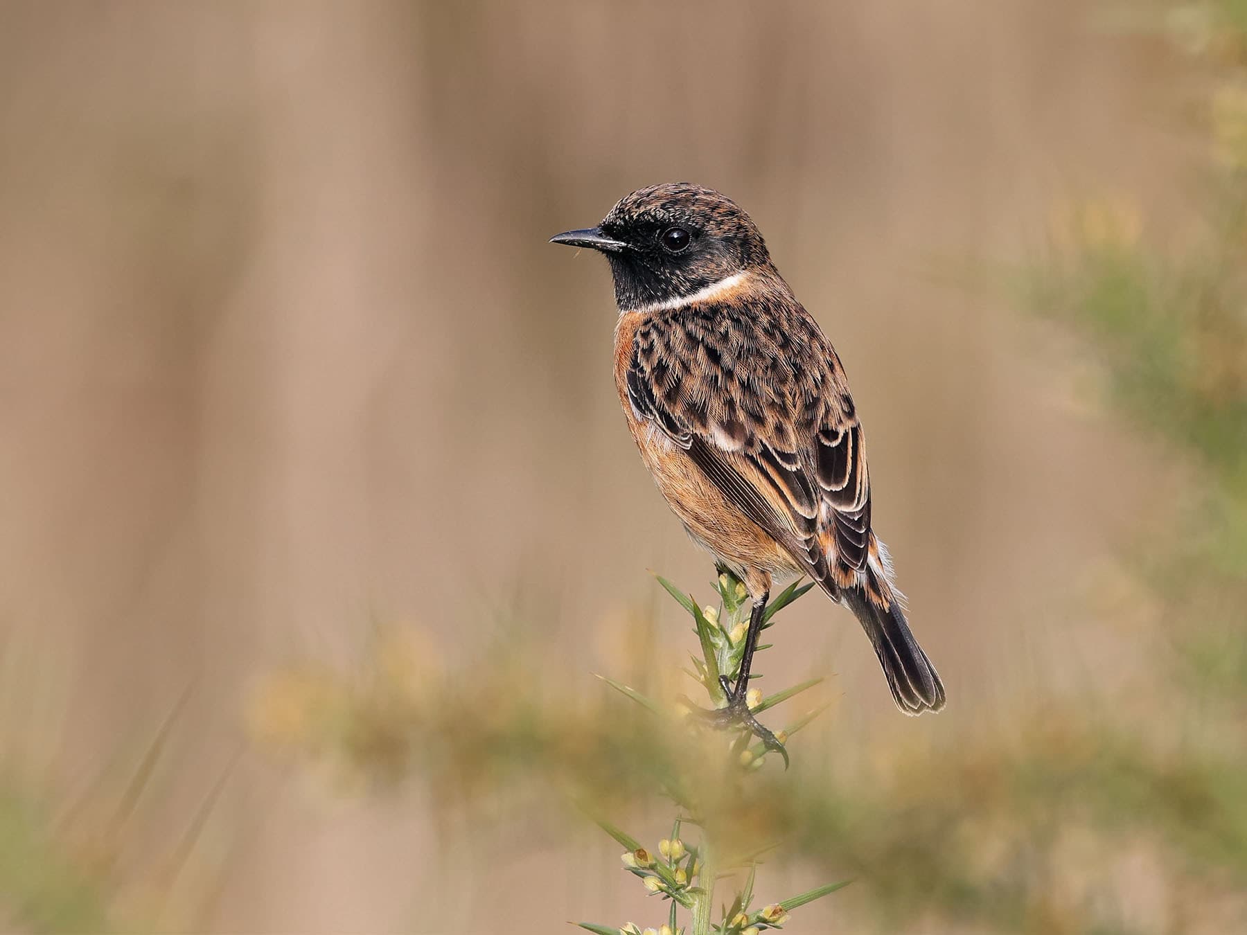 Stonechats are wonderful birds to observe out in the field