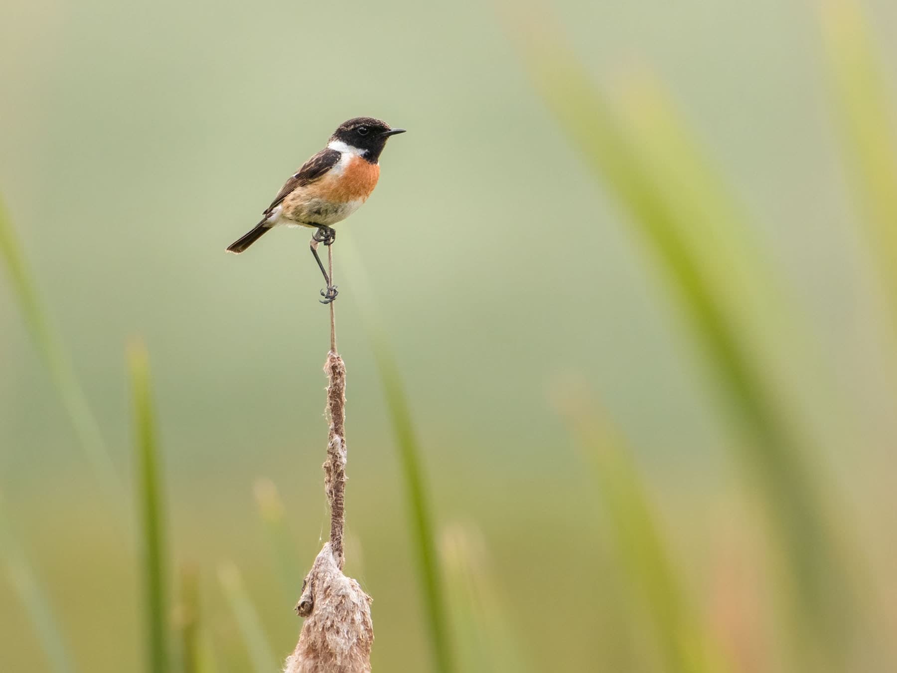 European Stonechat perched on top of a reed stem