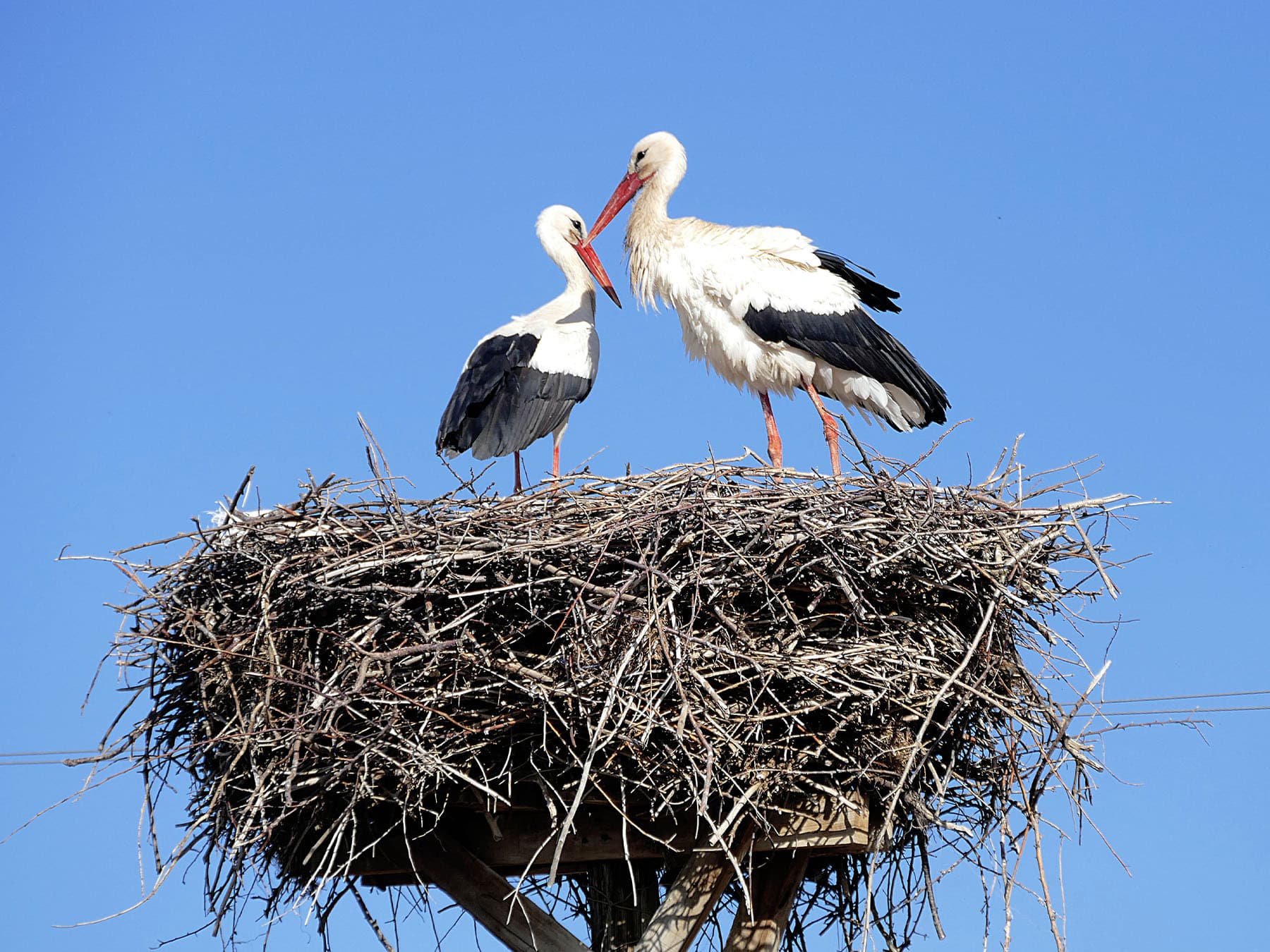 Storks returning to nest