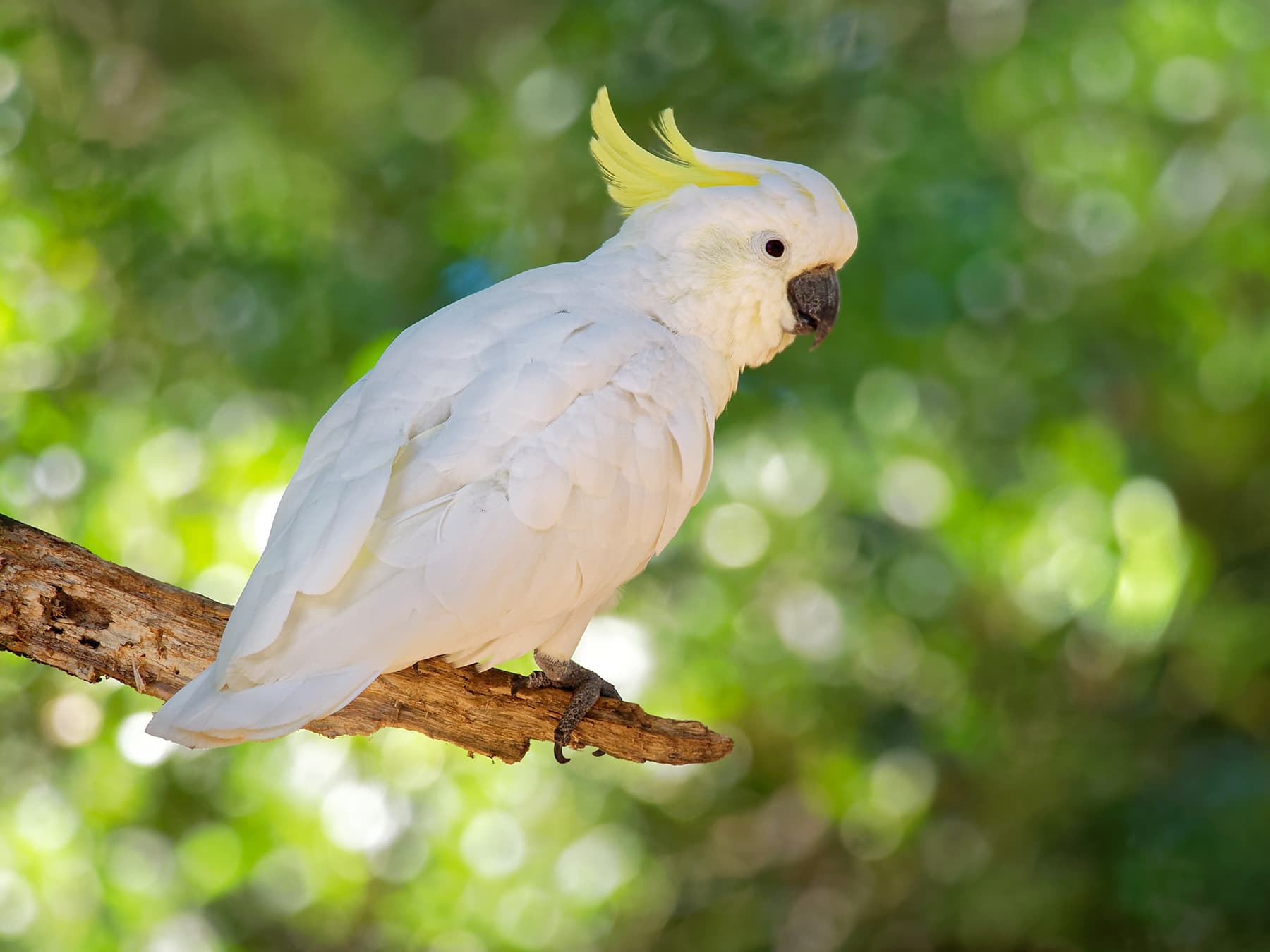 Sulphur crested cockatoo sitting on branch