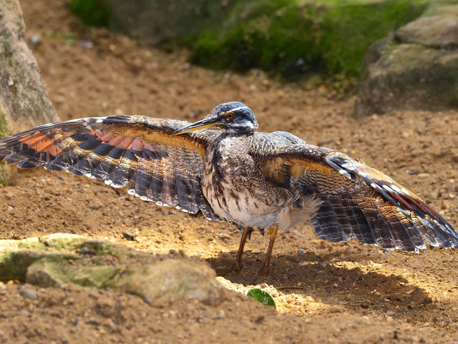 Sunbittern performing mating ritual