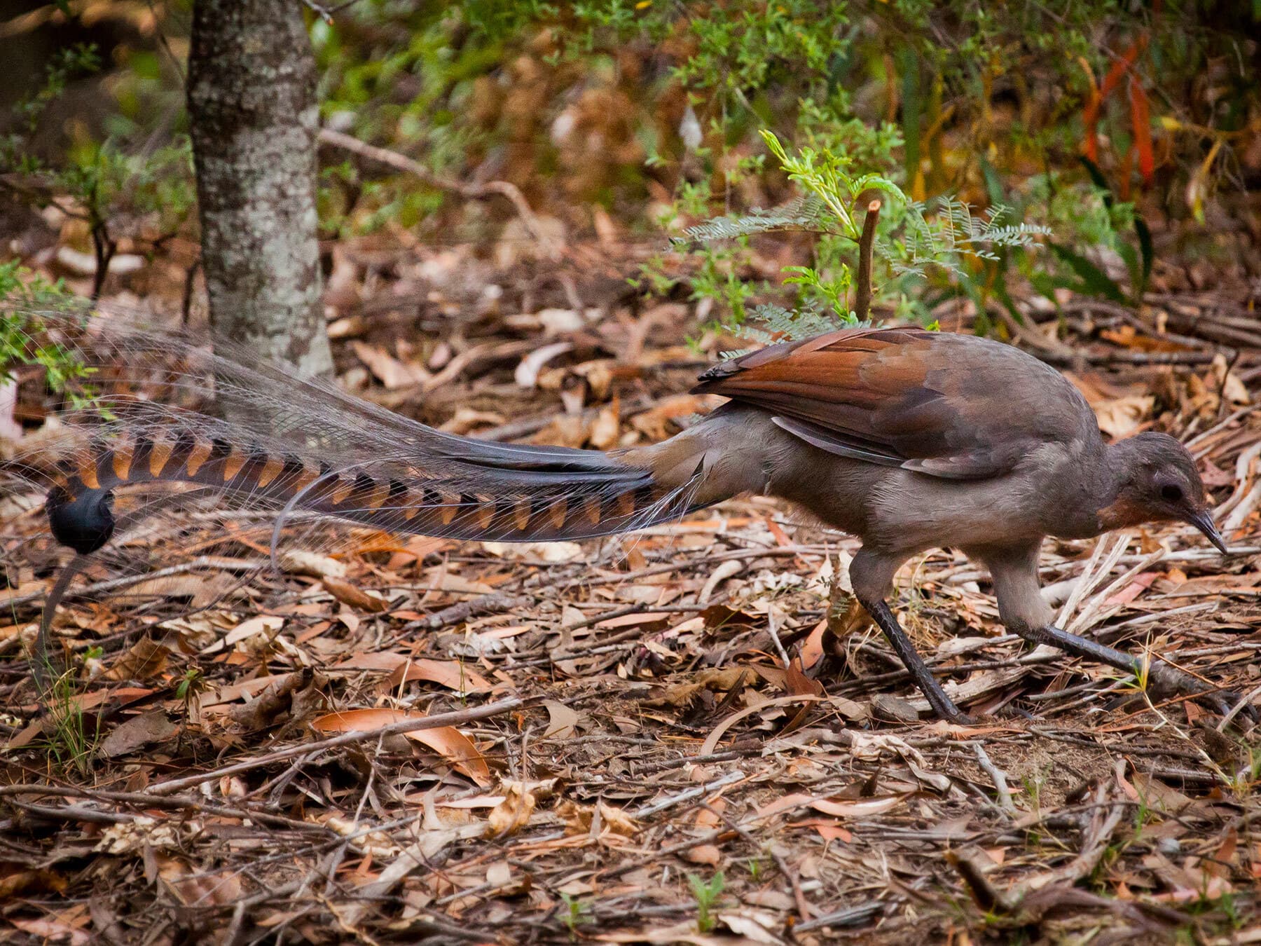 Superb lyrebird