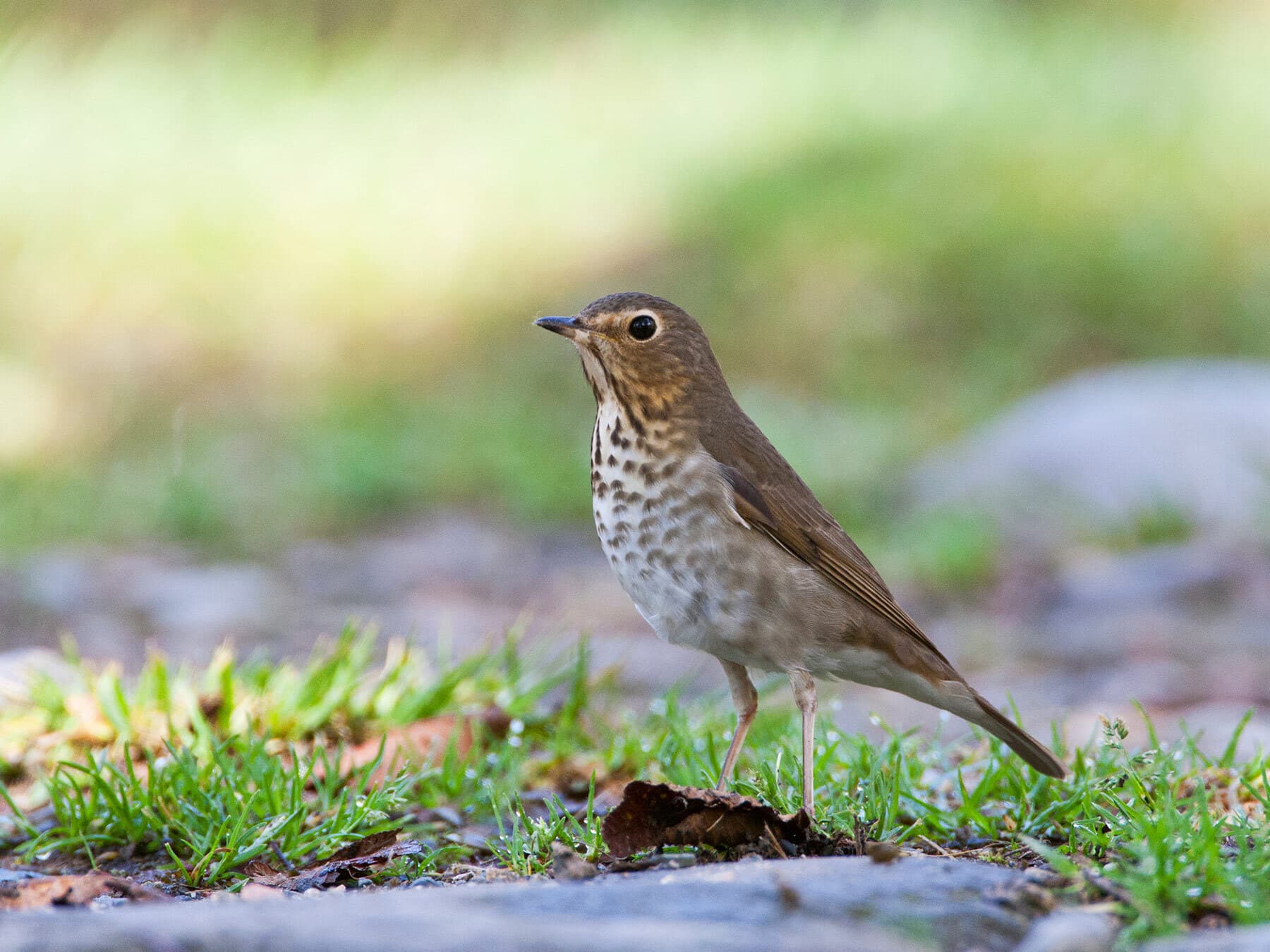Swainsons thrush