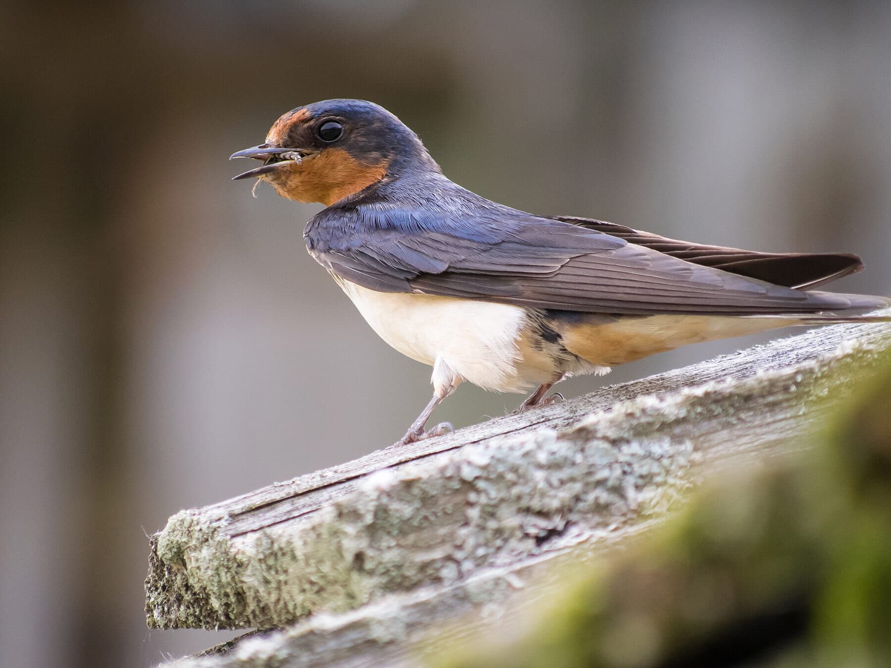 Swallow eating insect