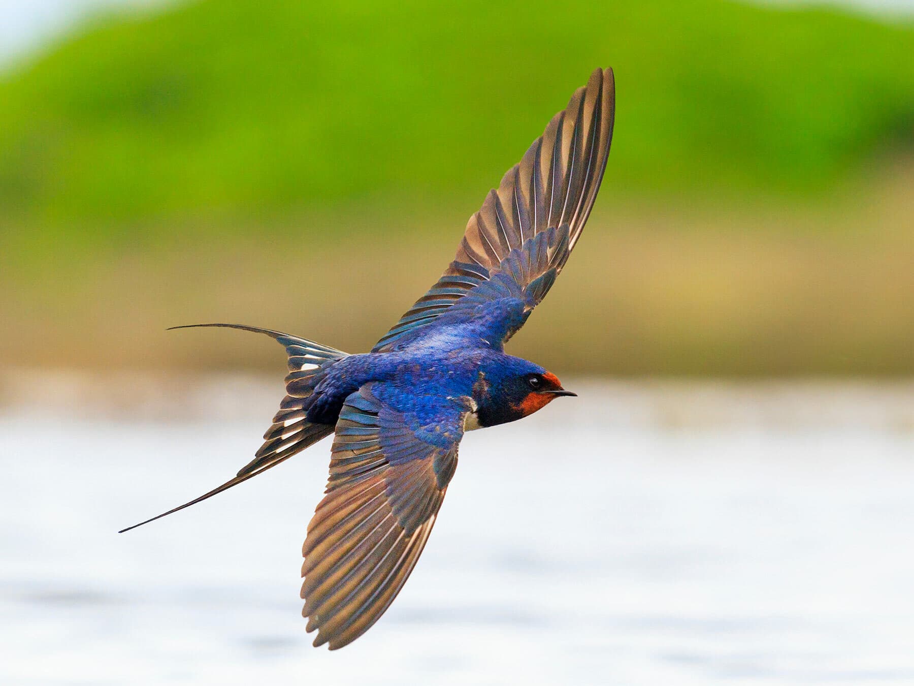 Spring Migration in the UK: A Continental Journey Home