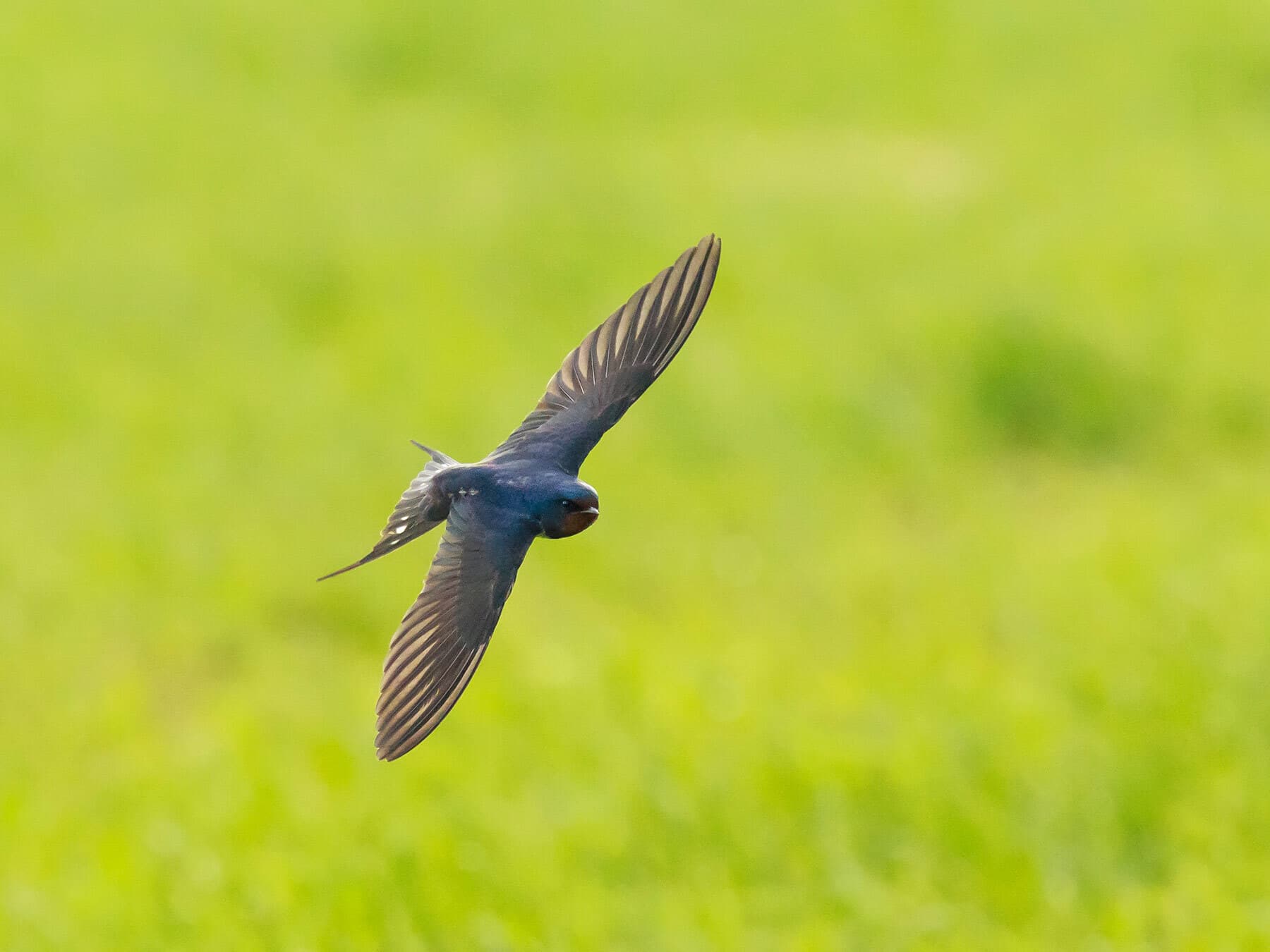Swallow in flight