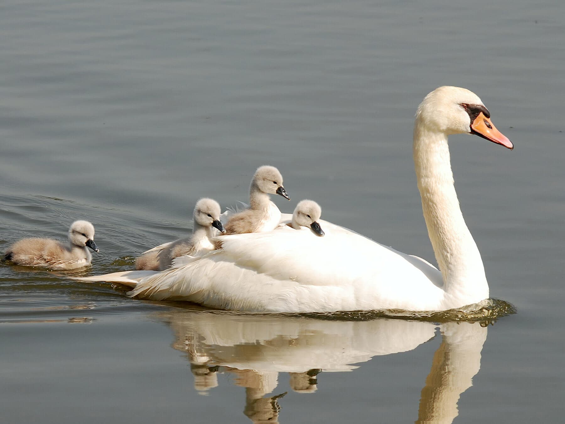 Swan carrying babies