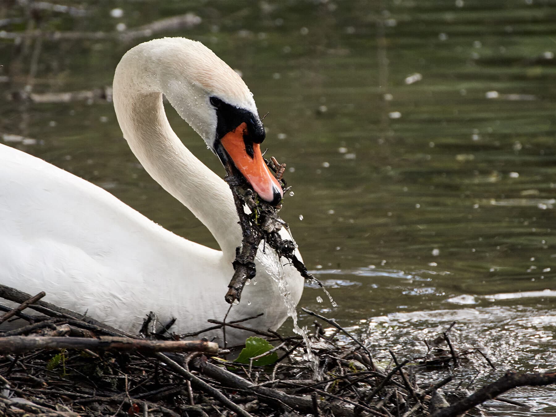 Swan collecting nesting materials