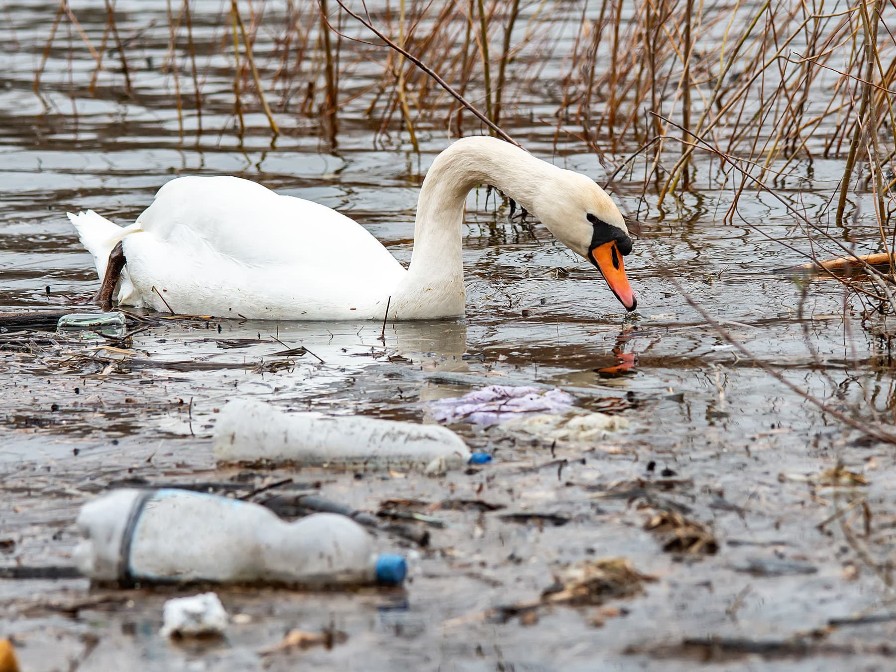 Swan swimming in contaminated water