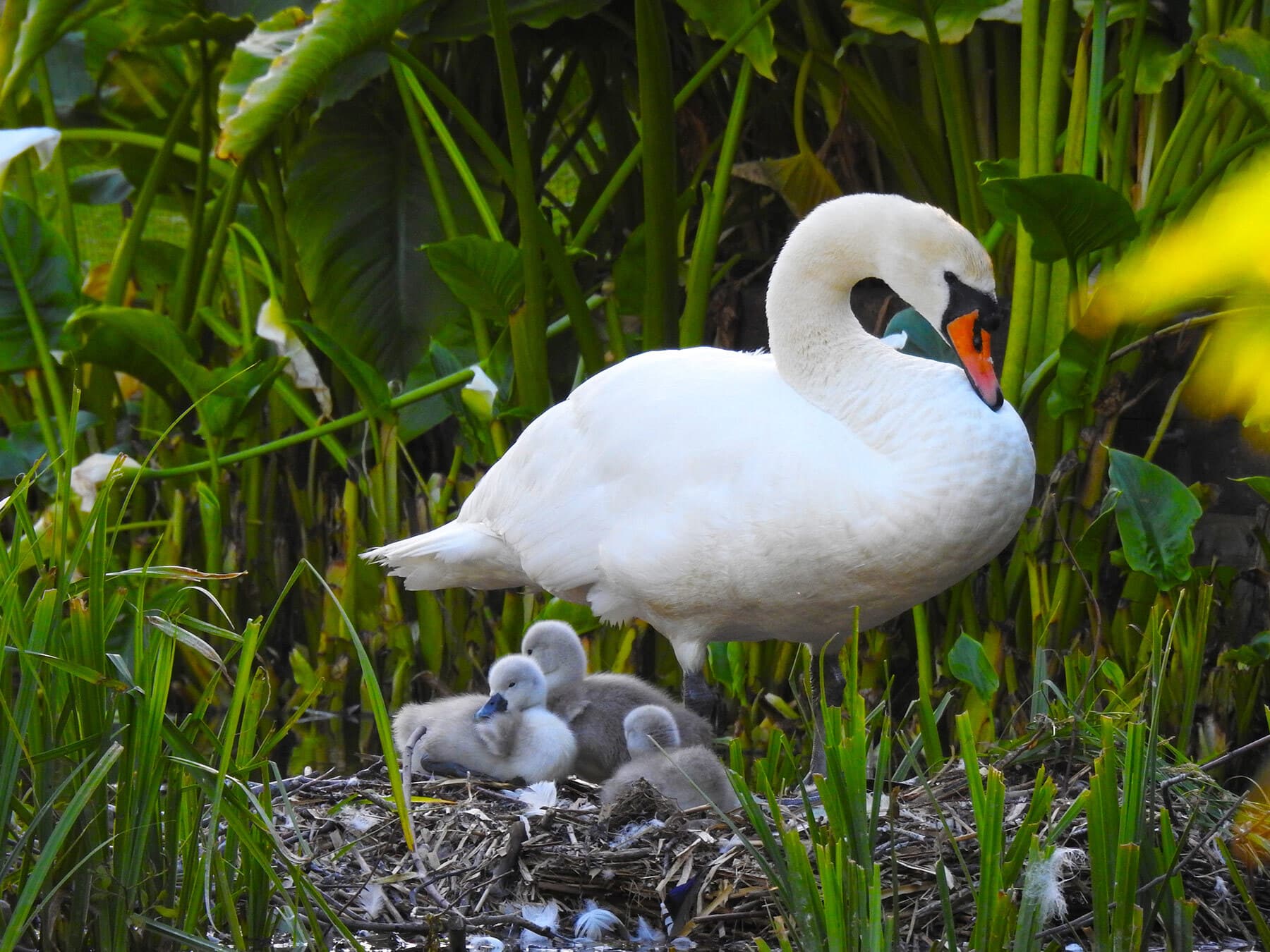 Swan with cygnets on nest