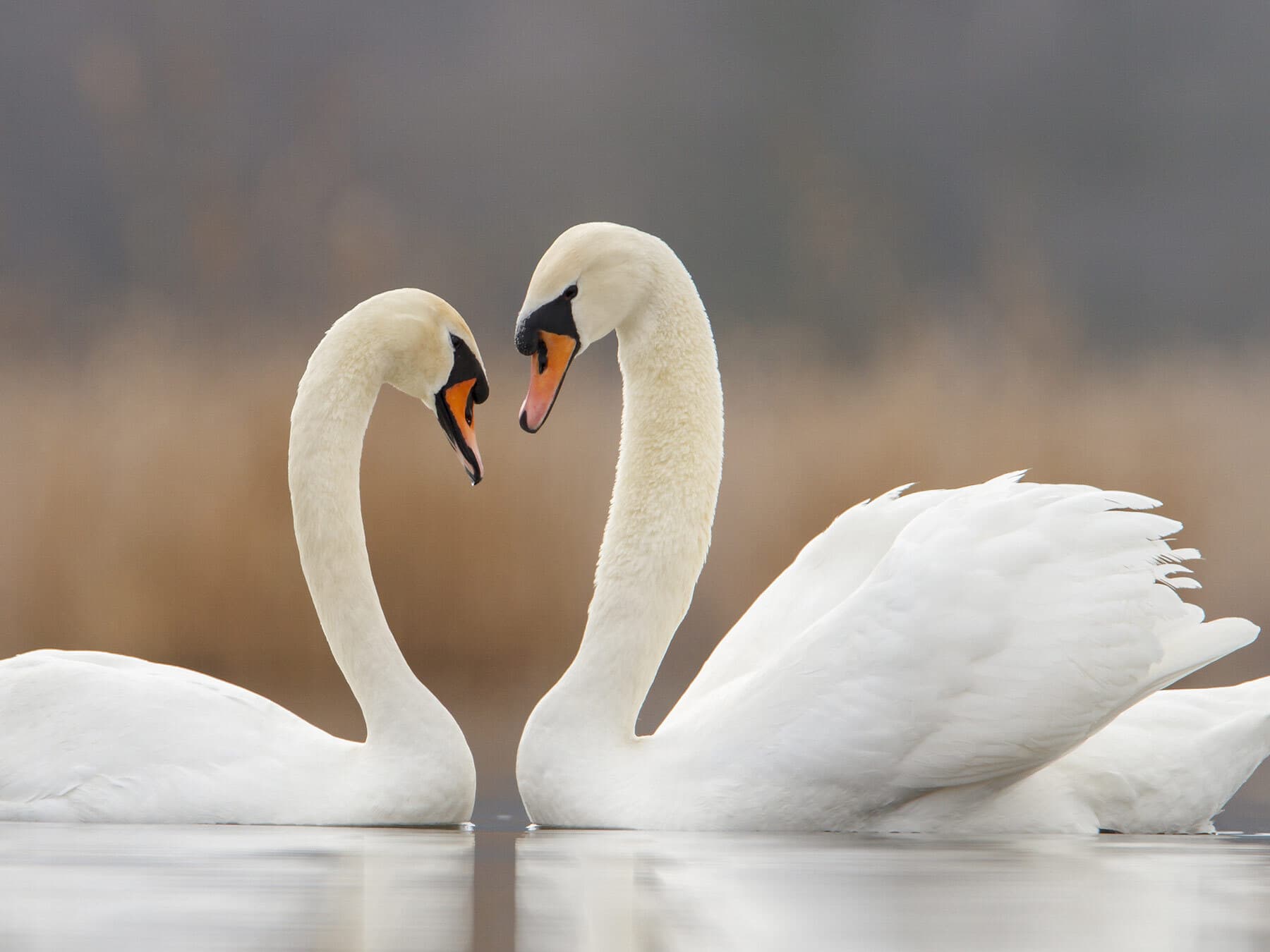 Swans in the UK (Complete Guide with Pictures)
