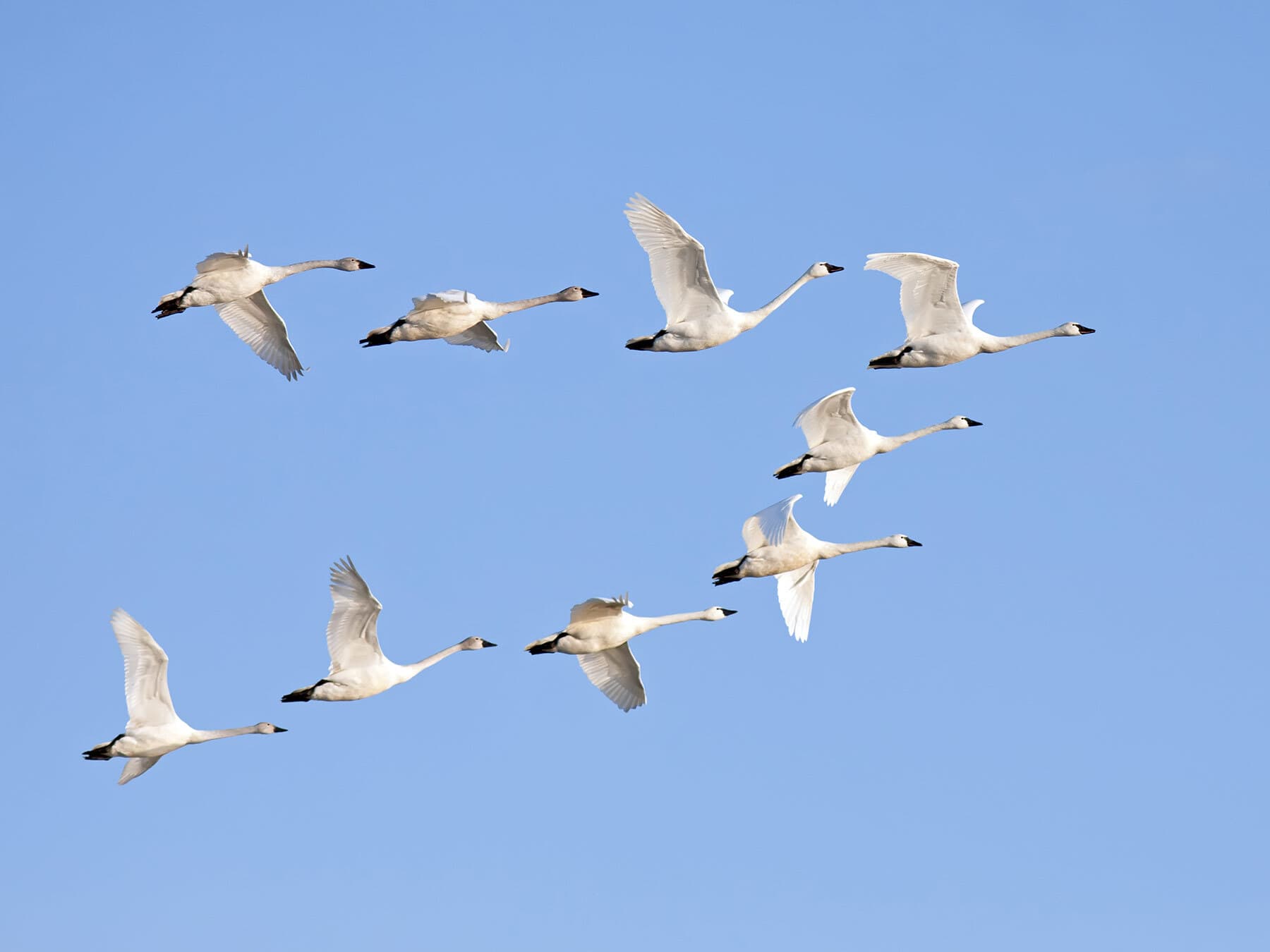 Swans migrating