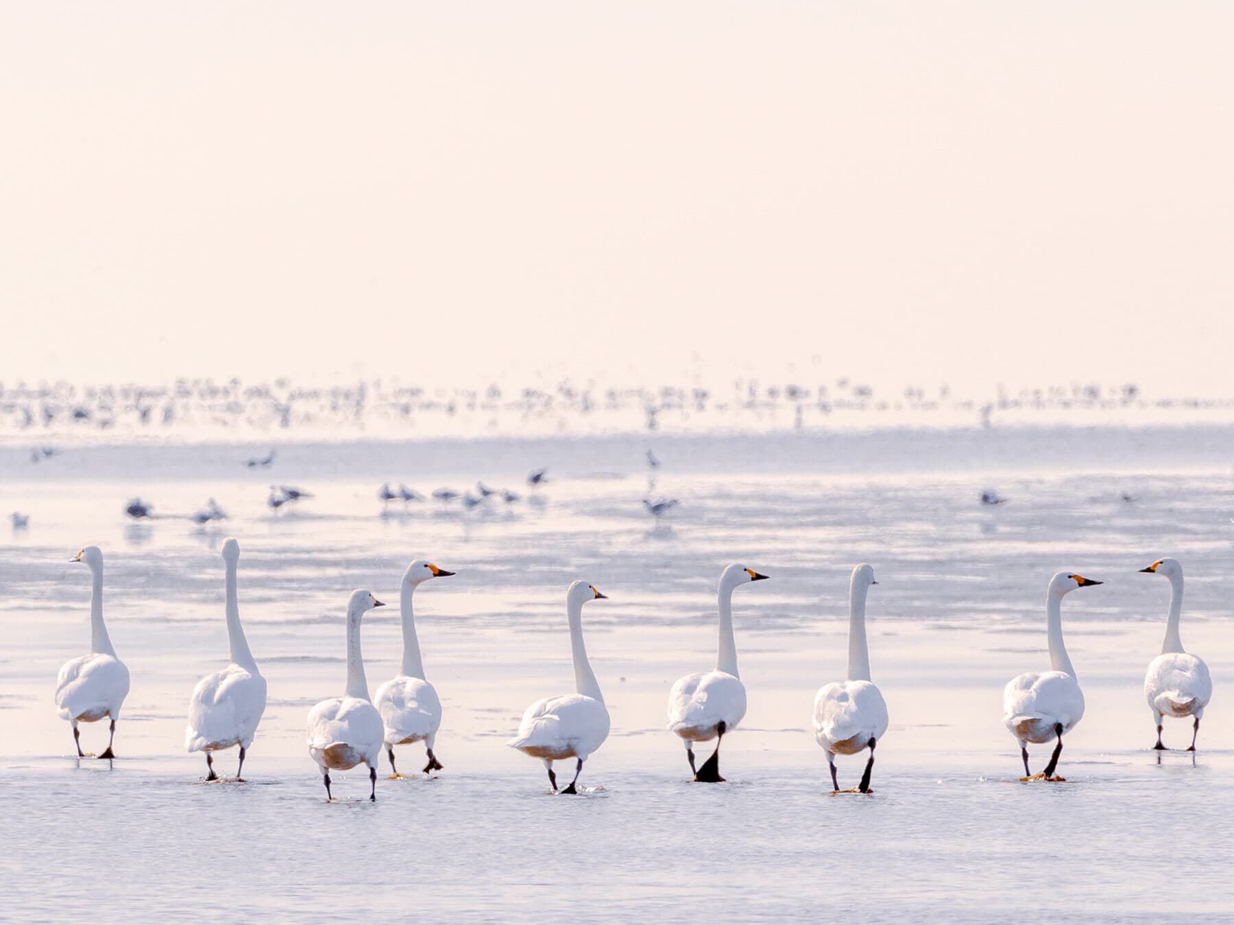Swans walking in a line
