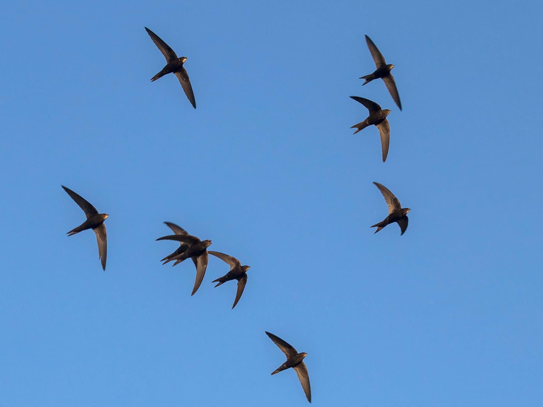 Swift flock