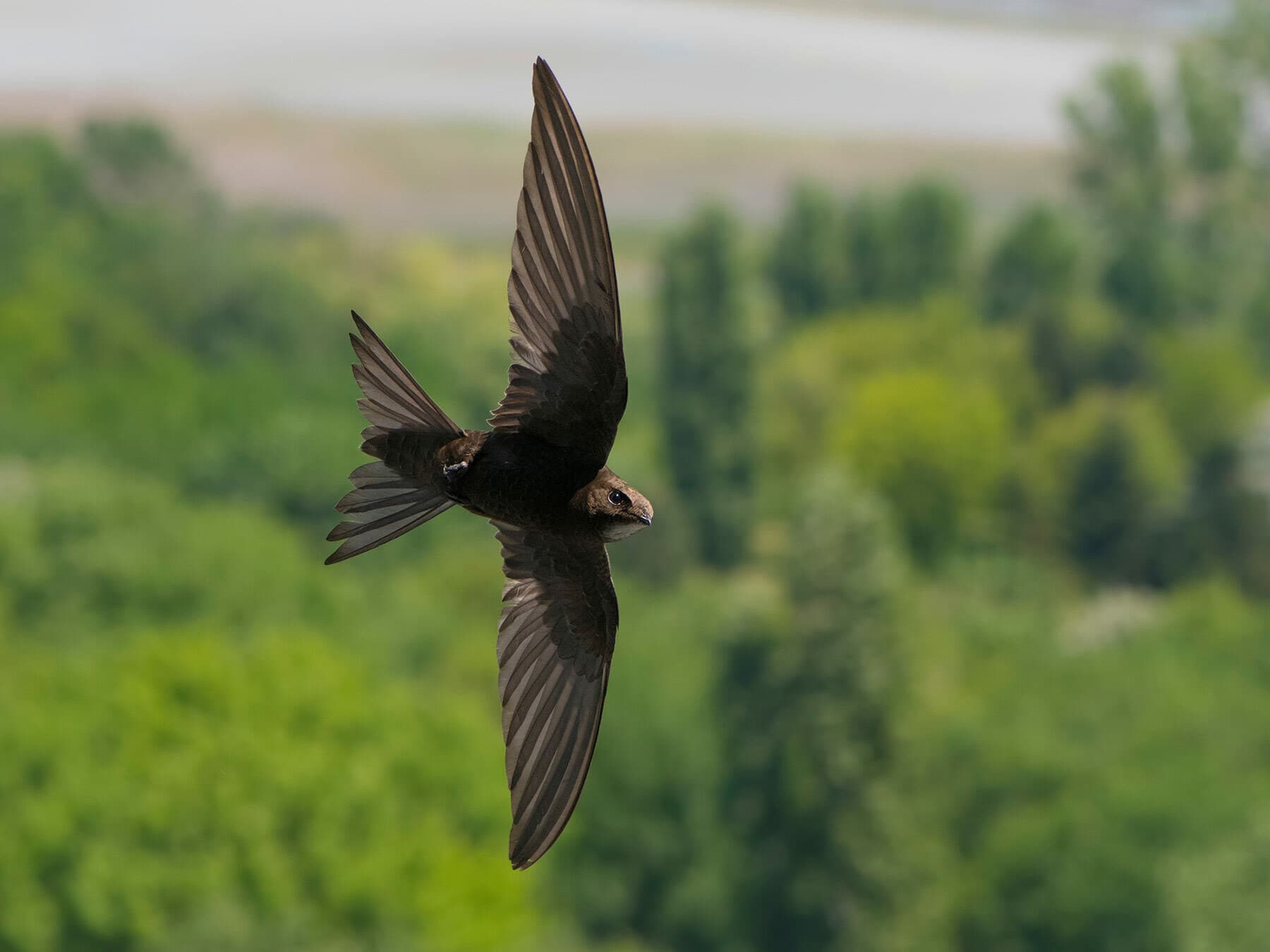 Common Swift