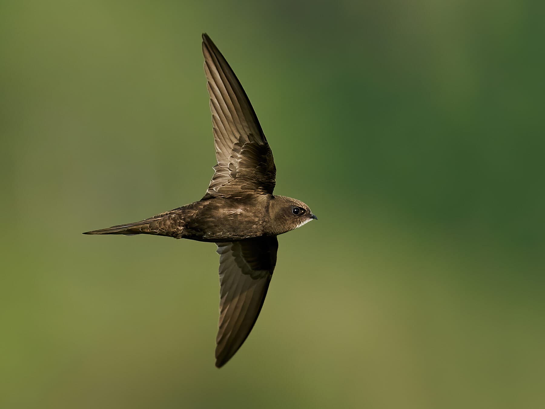 Swift flying
