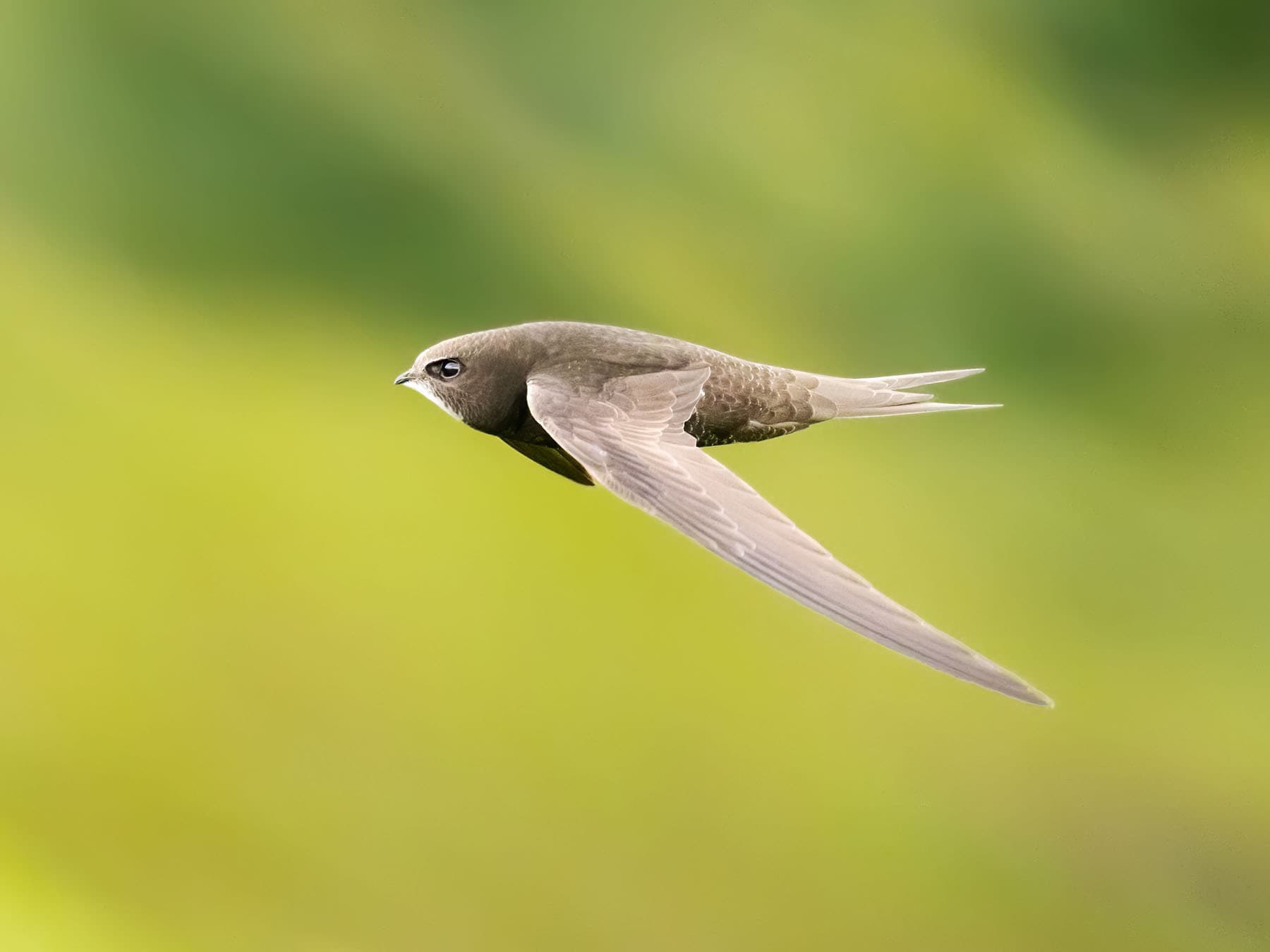 Swift in flight