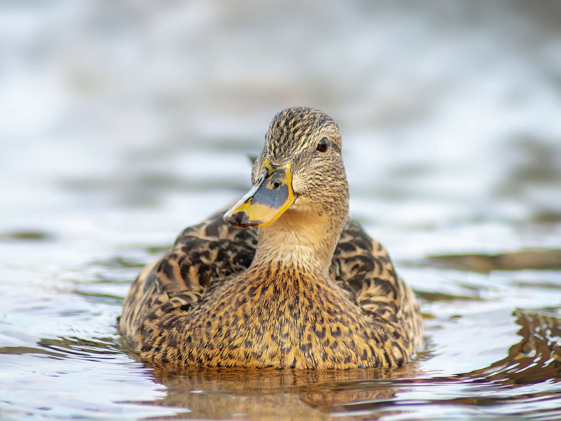 Swimming duck