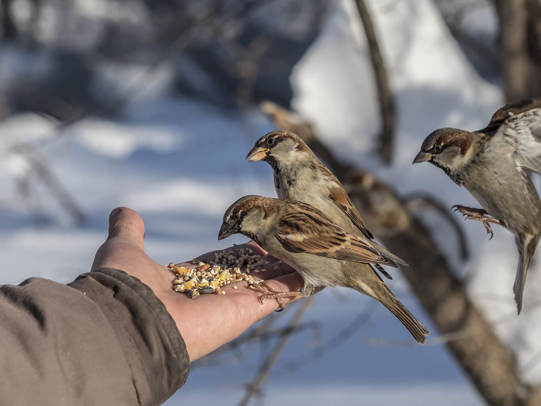 Tame house sparrows
