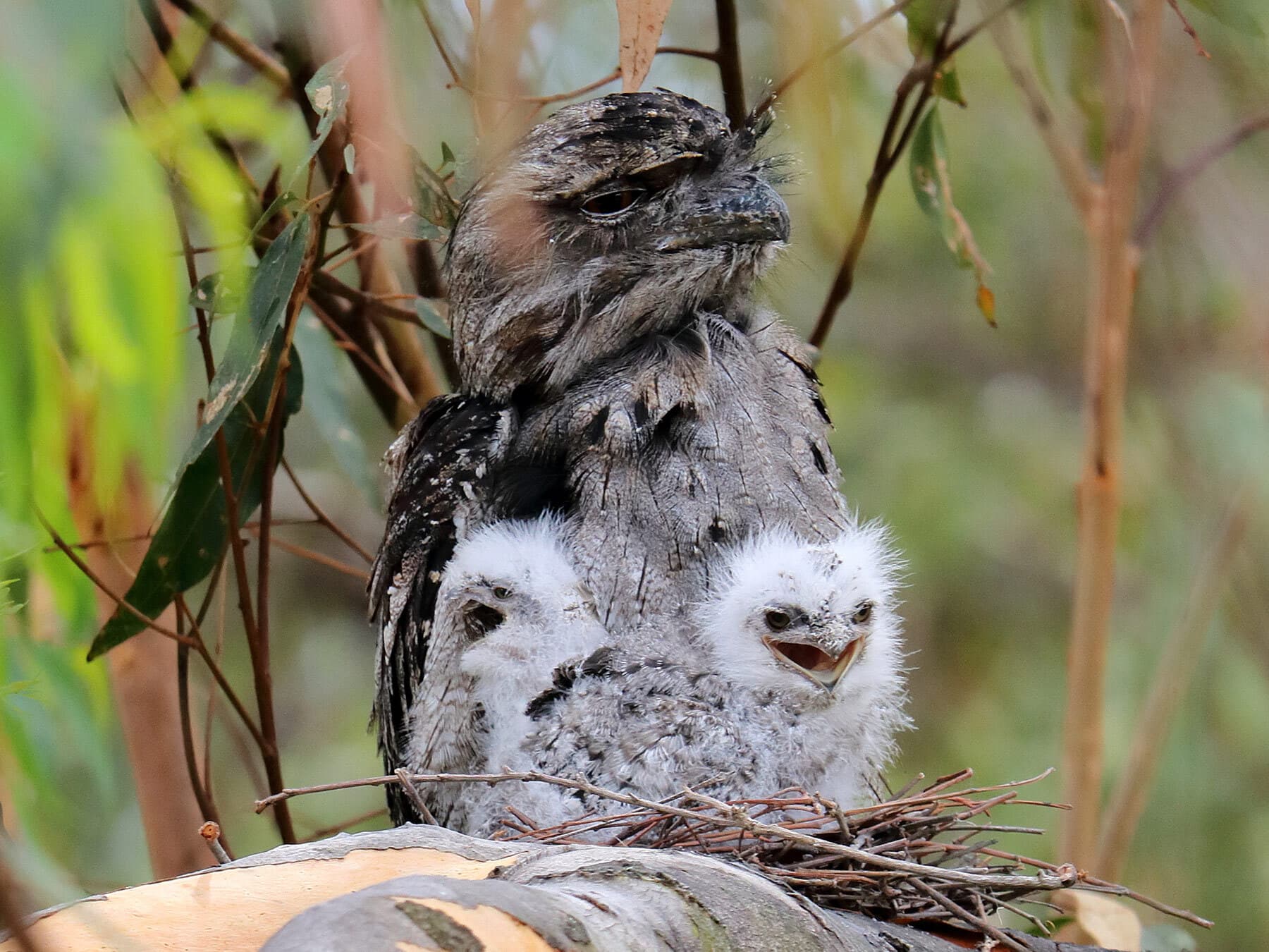 Tawny frogmouth chick