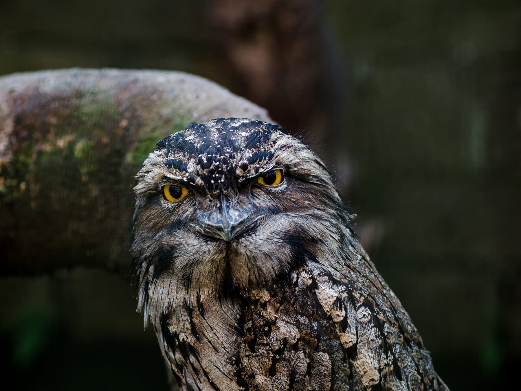 Tawny frogmouth close up