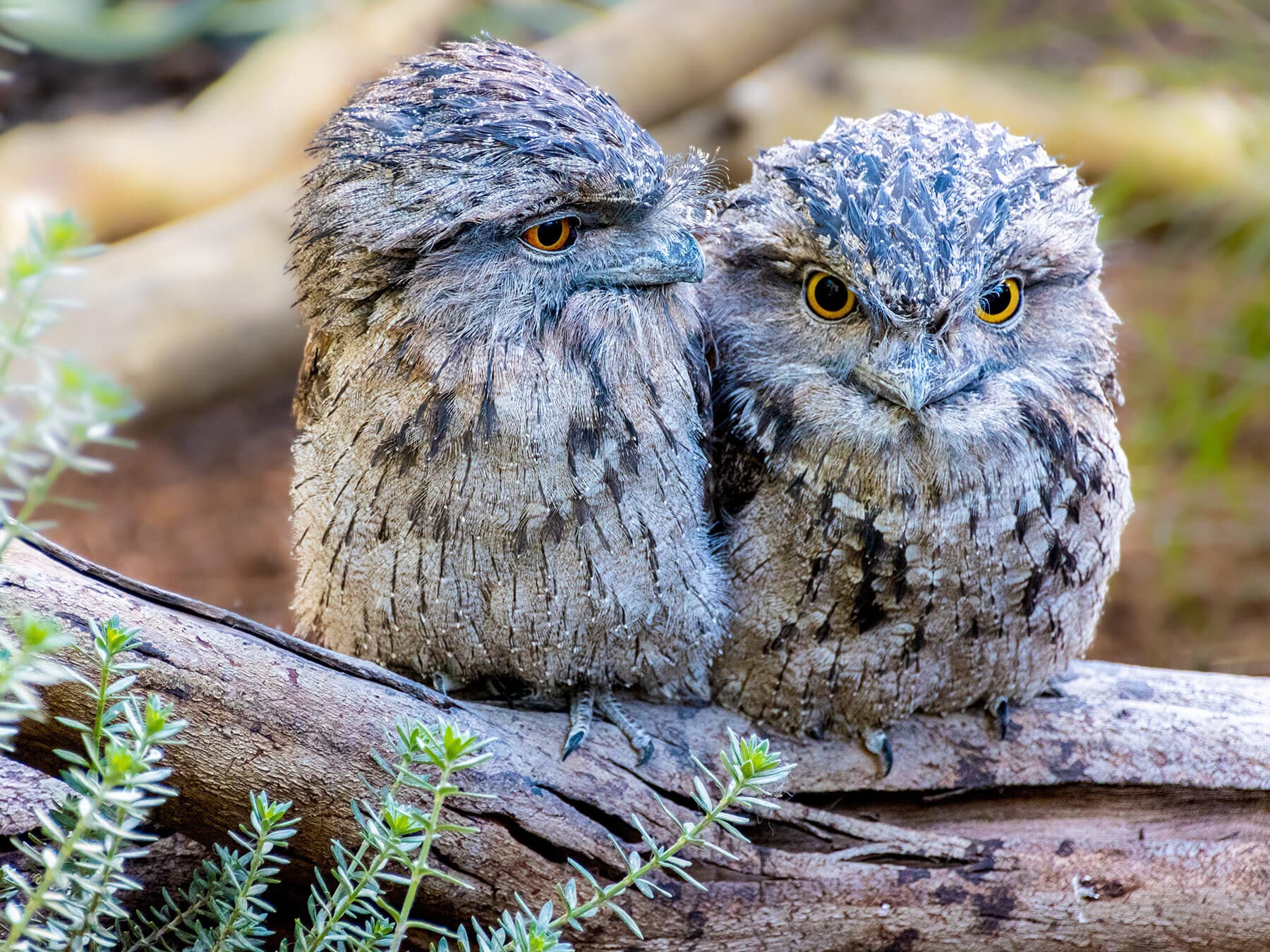 Tawny frogmouth fledglings