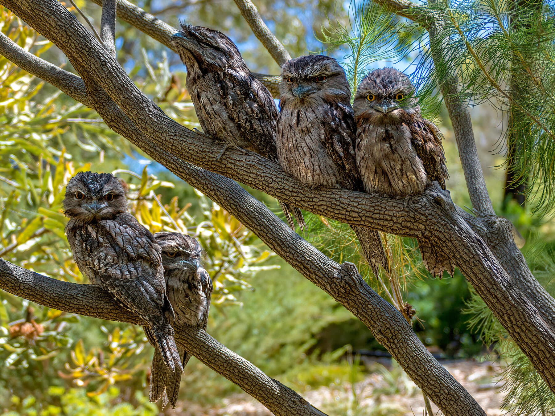 Tawny frogmouth flock perched