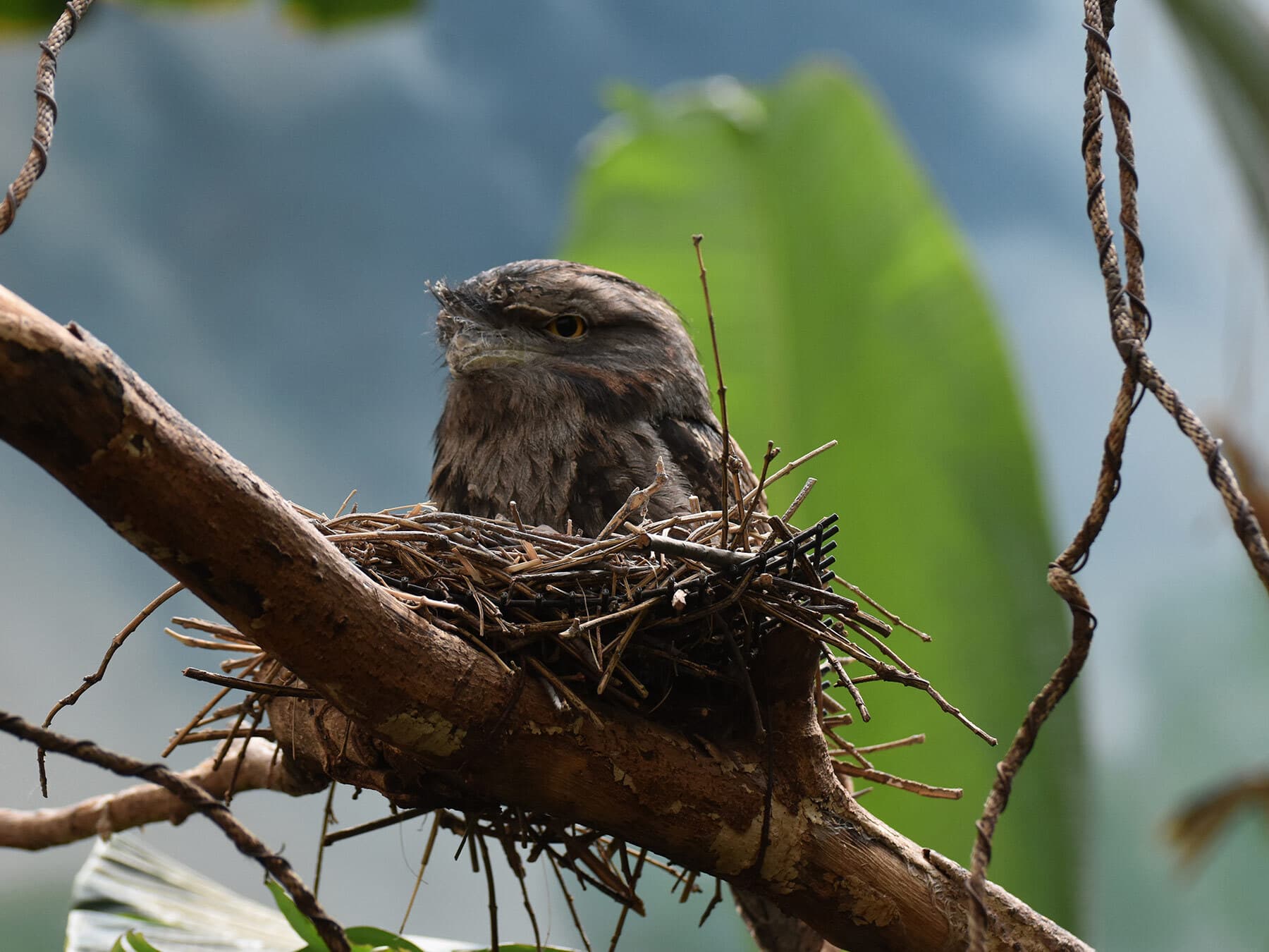 Tawny frogmouth nest 1