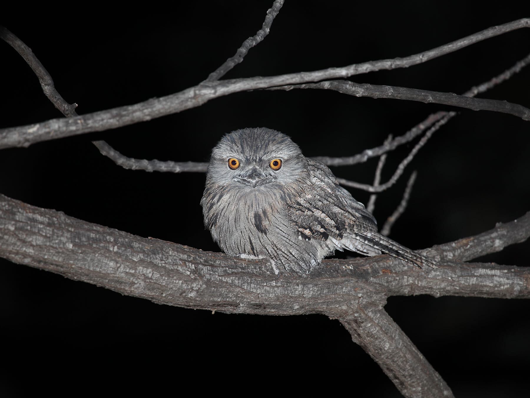 Tawny frogmouth night
