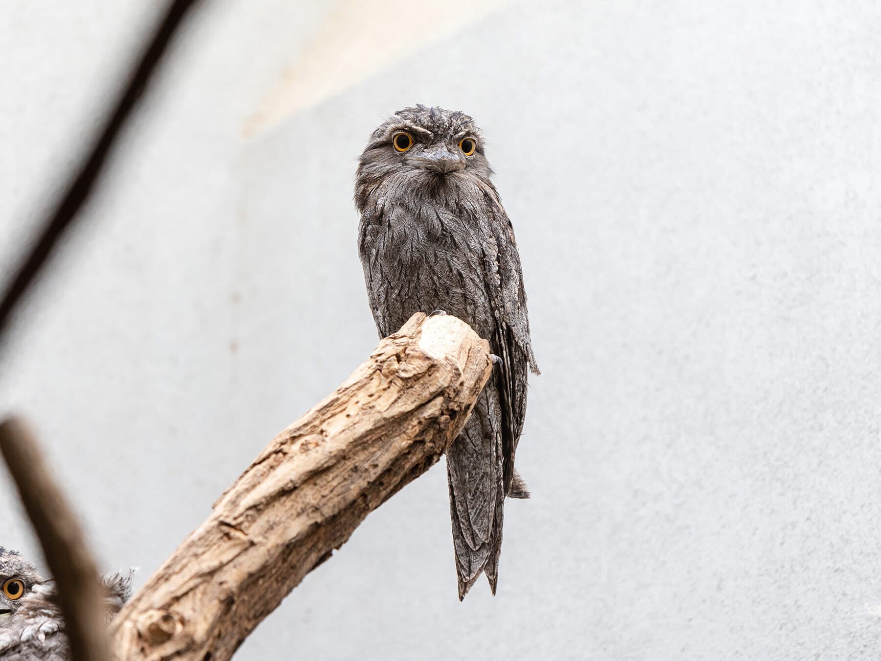 Tawny frogmouth perched