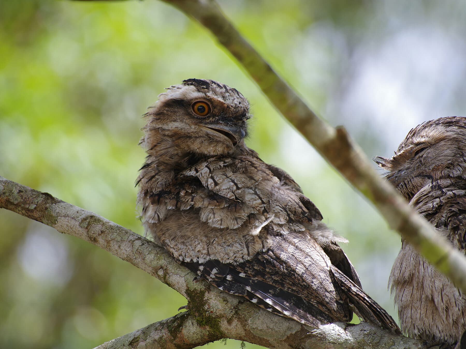 Tawny frogmouth resting