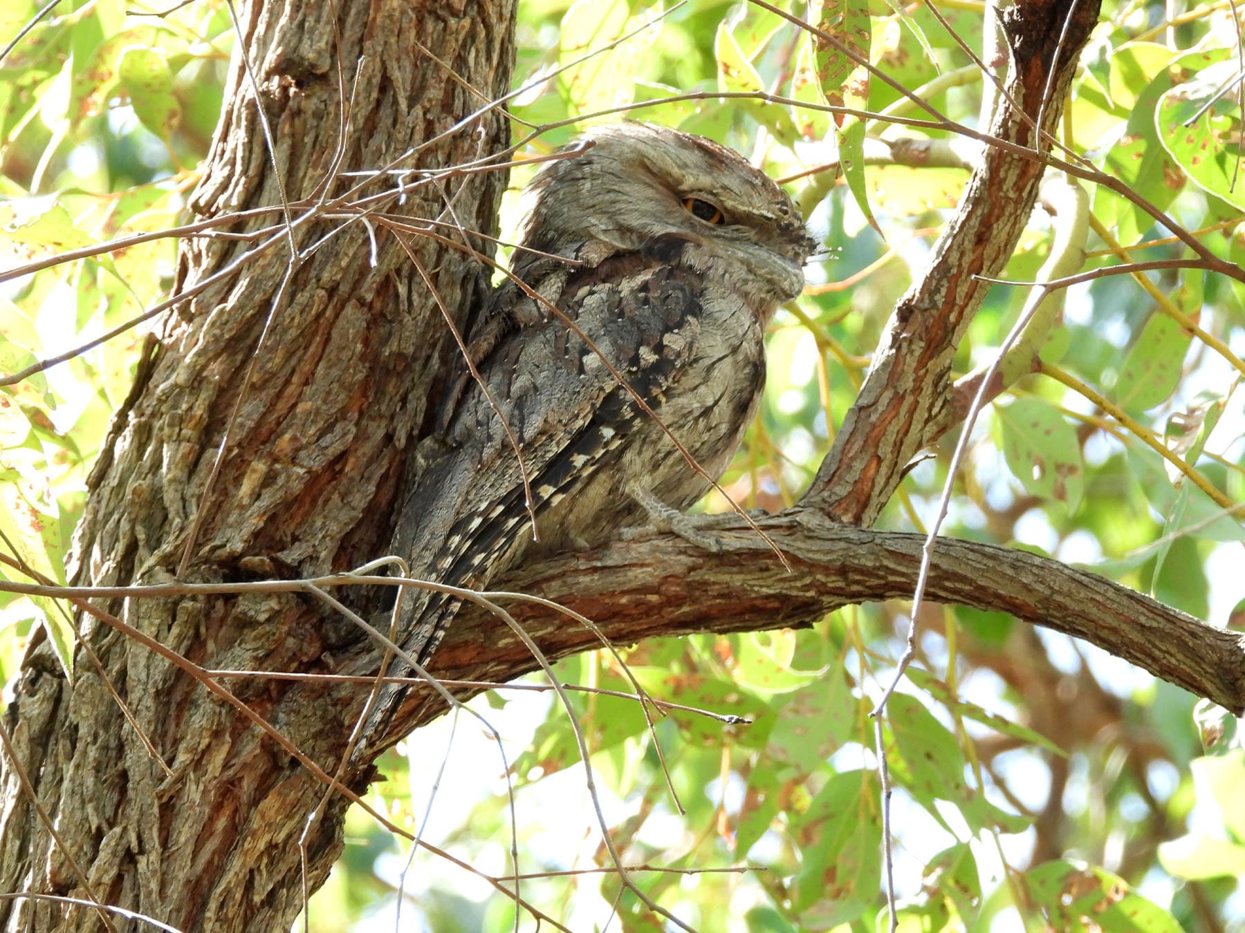 Tawny frogmouth roosting in tree