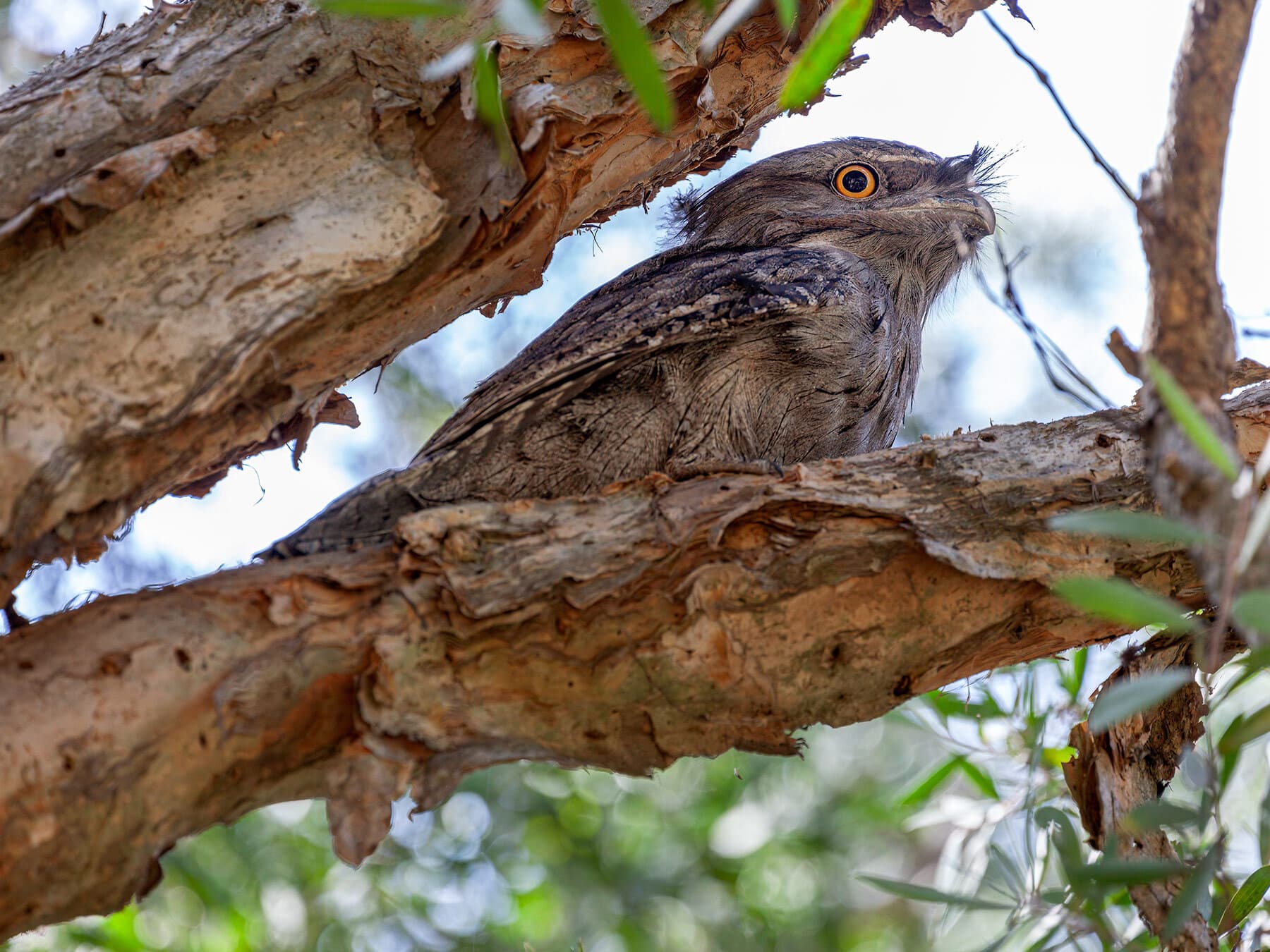 Tawny frogmouth roosting