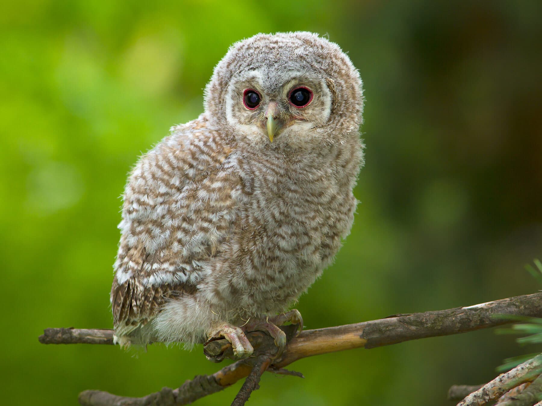 Tawny owl baby