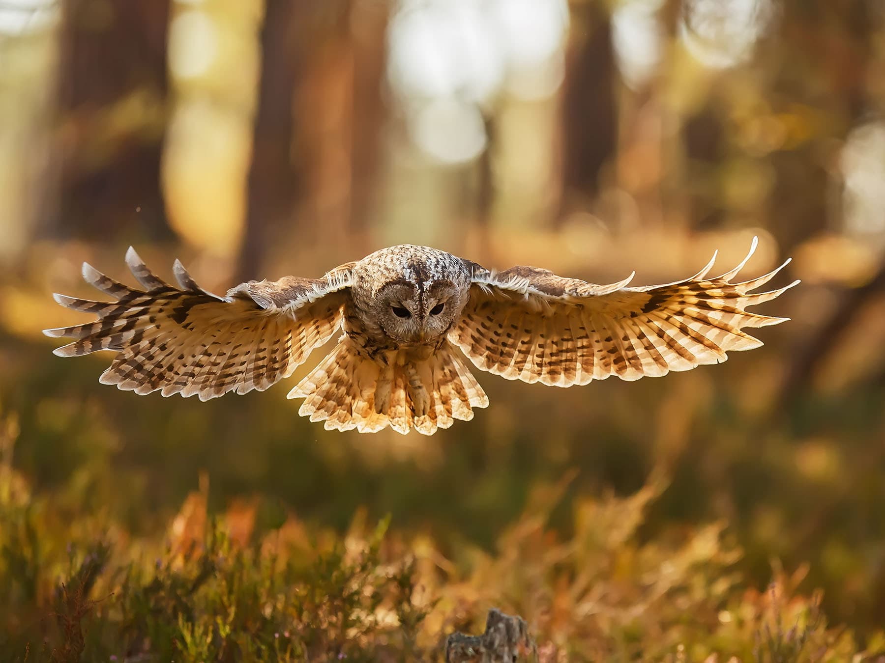 What Do Tawny Owls Eat?