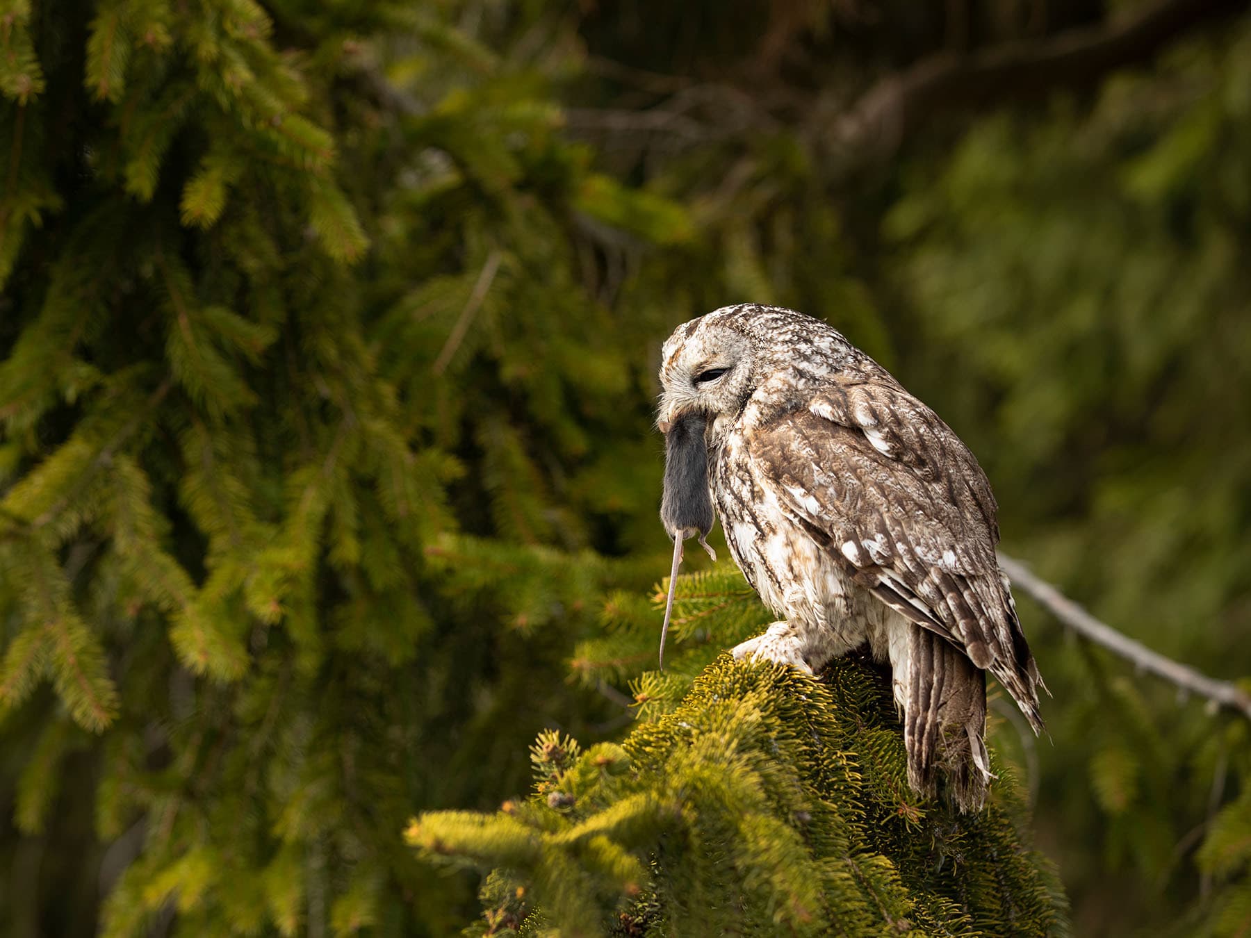 Tawny owl eating mouse