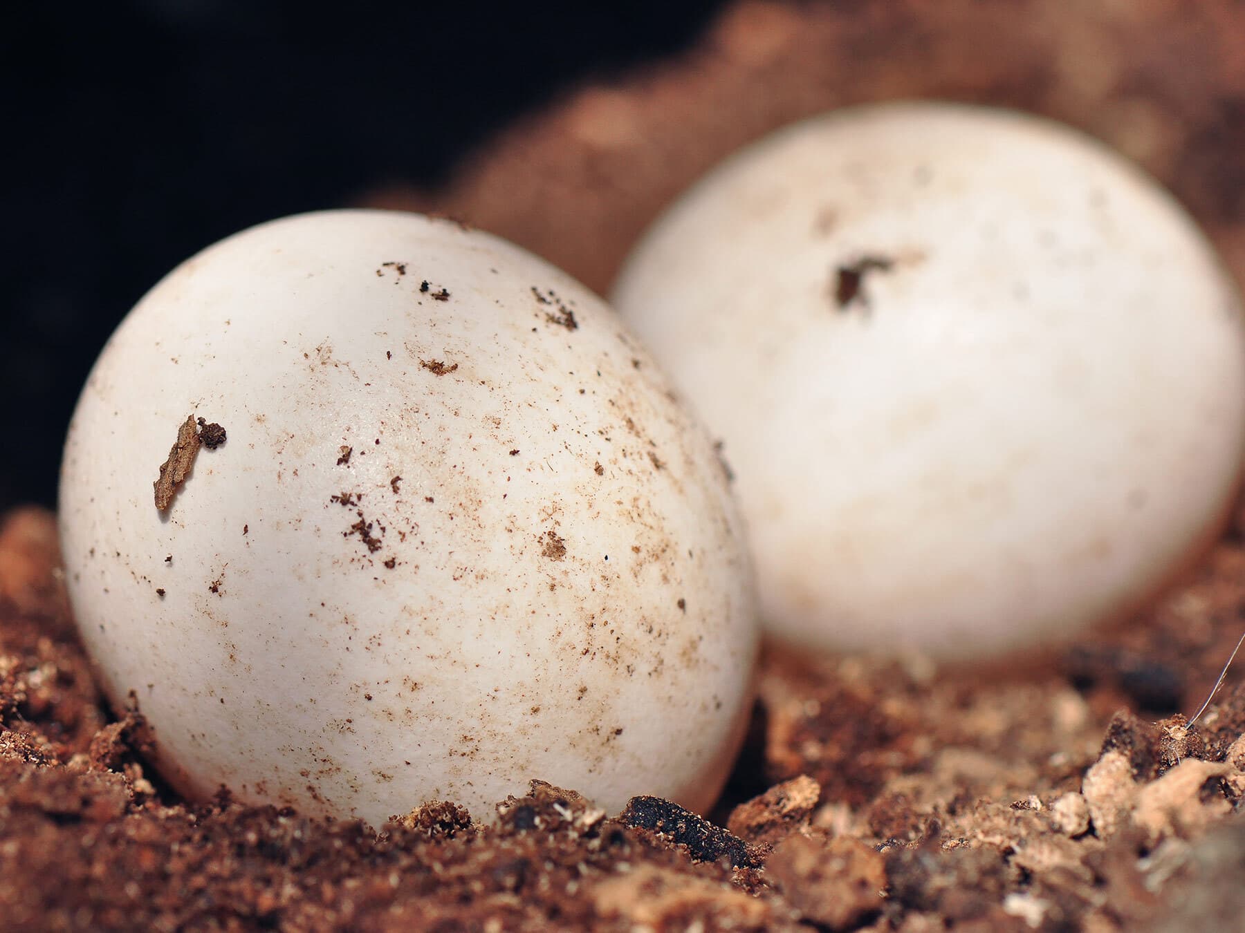 Tawny owl eggs