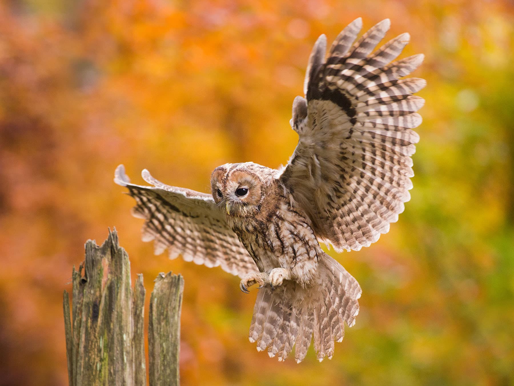 Tawny owl landing