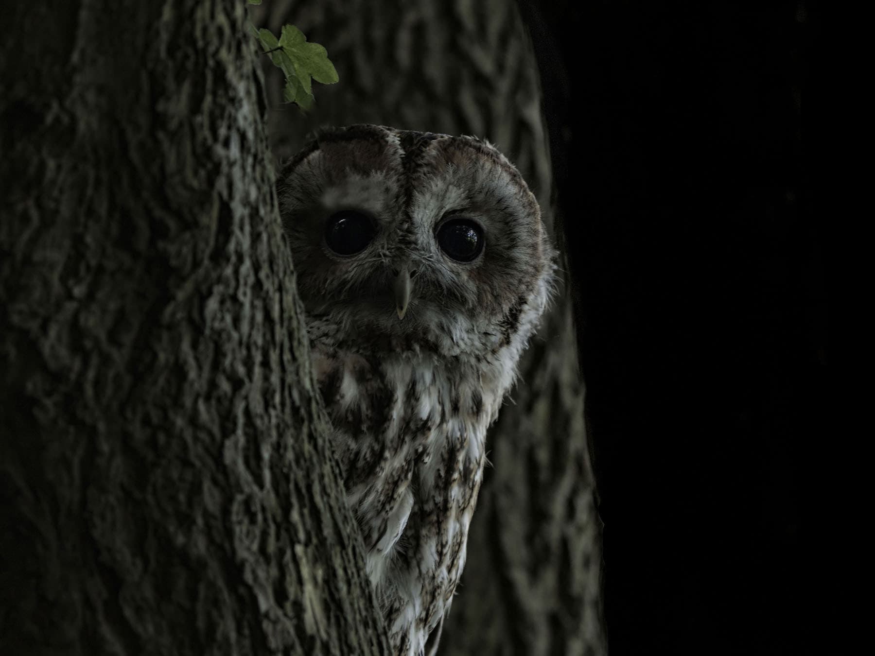 Tawny owl night