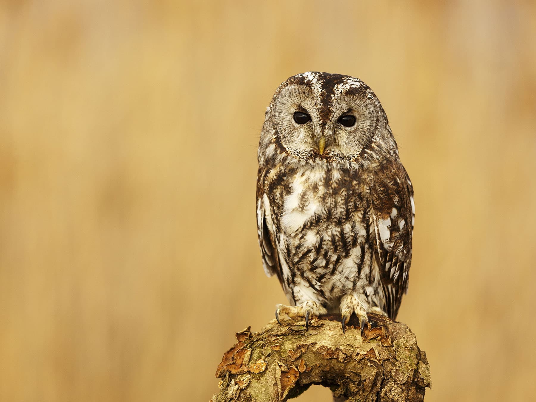 Tawny owl perched