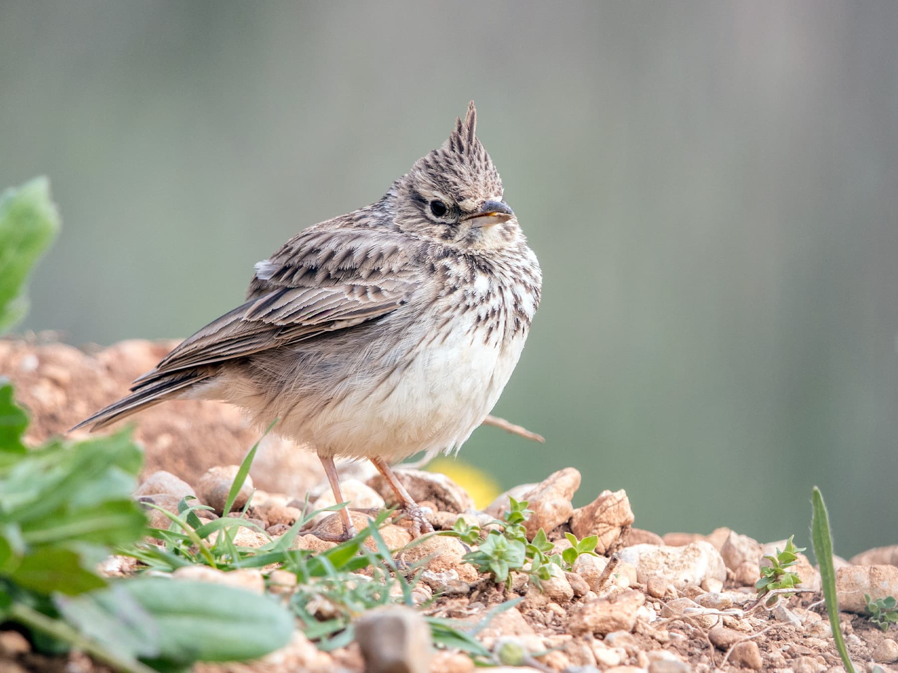 Thekla's Lark foraging on the ground
