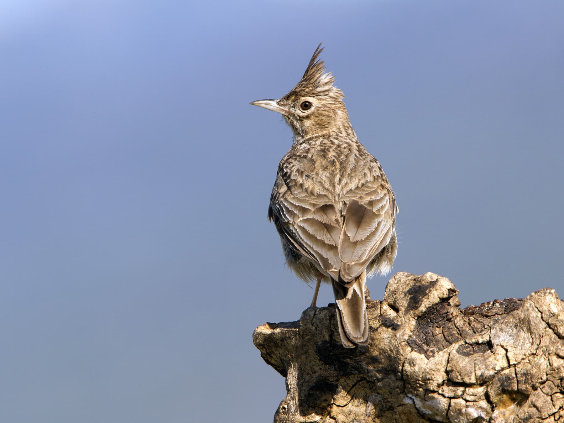 Thekla's Lark looking over natural habitat