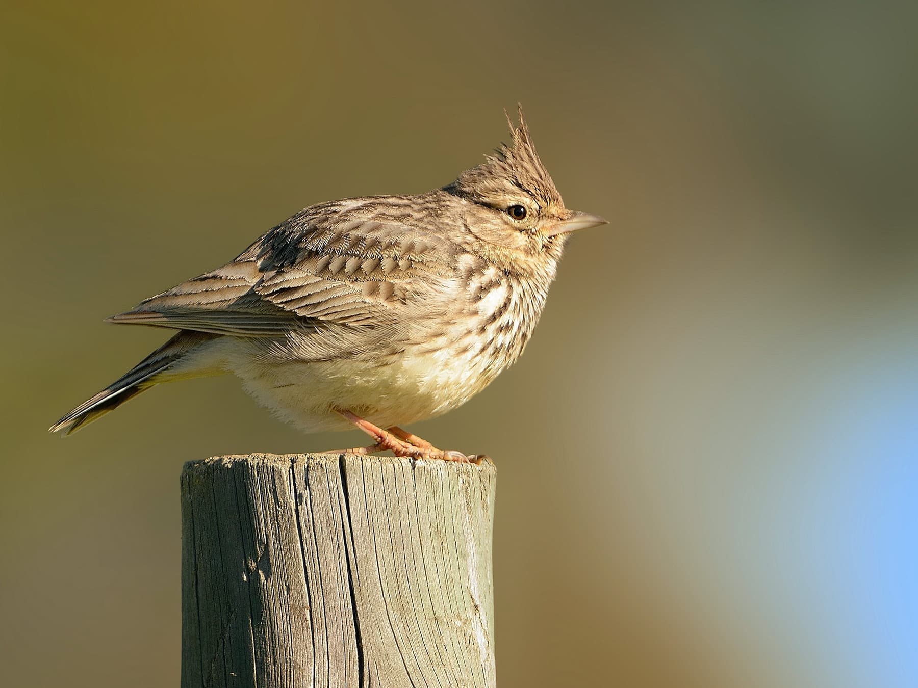 Thekla's Lark perching on top of a wooden post