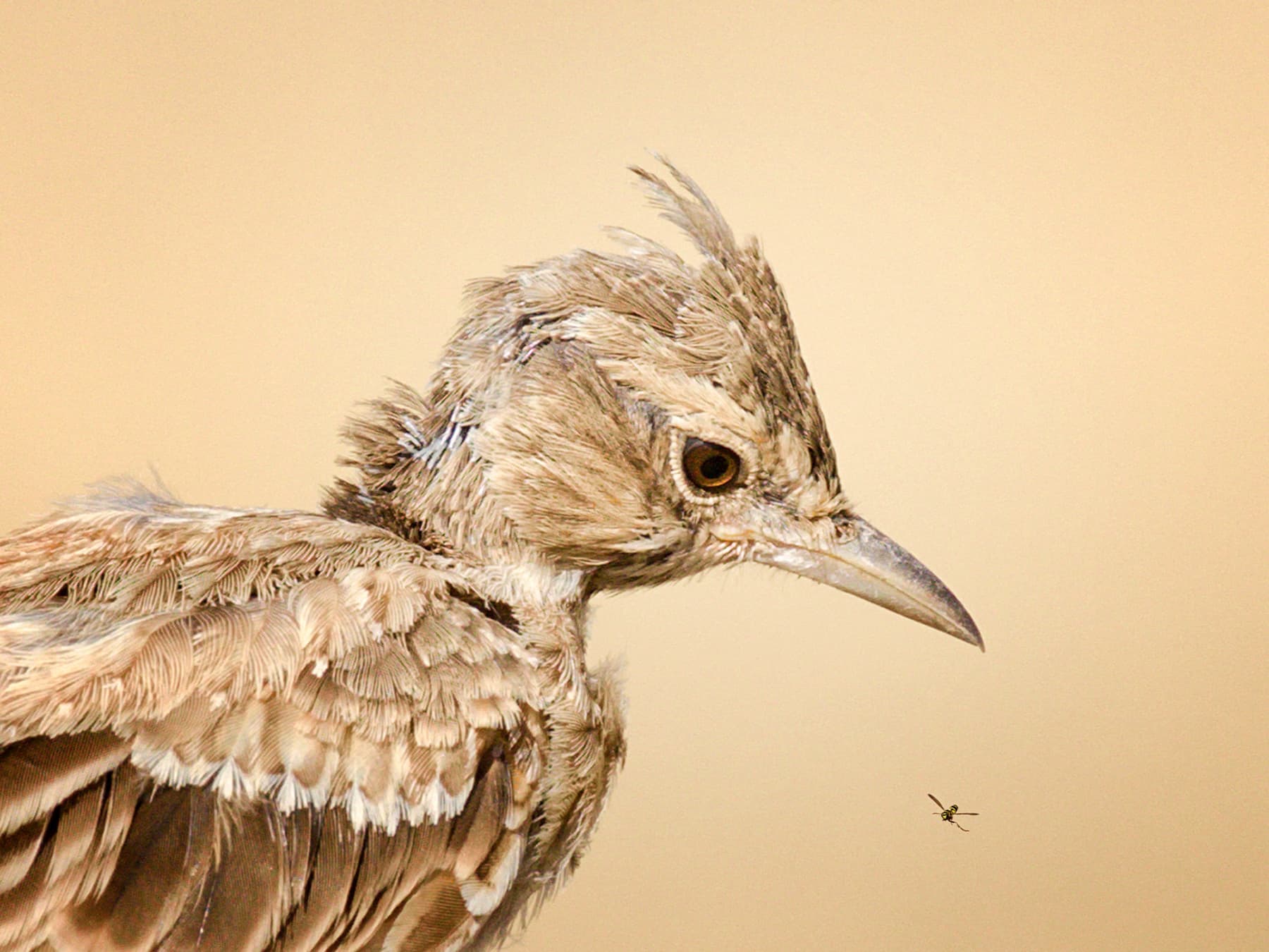 Portrait of a Thekla's Lark