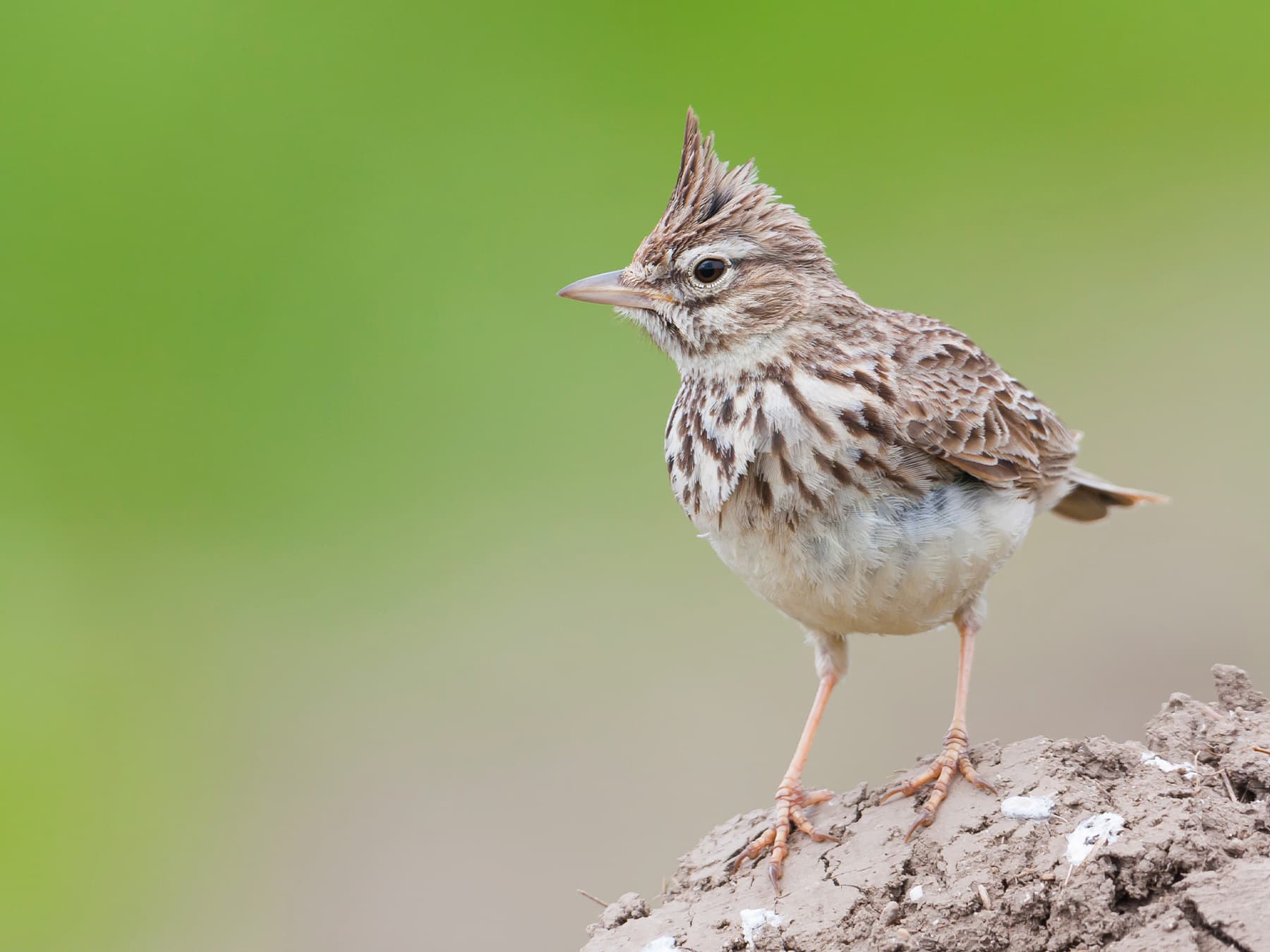 Thekla's Lark standing on a top of a mound of dried mud