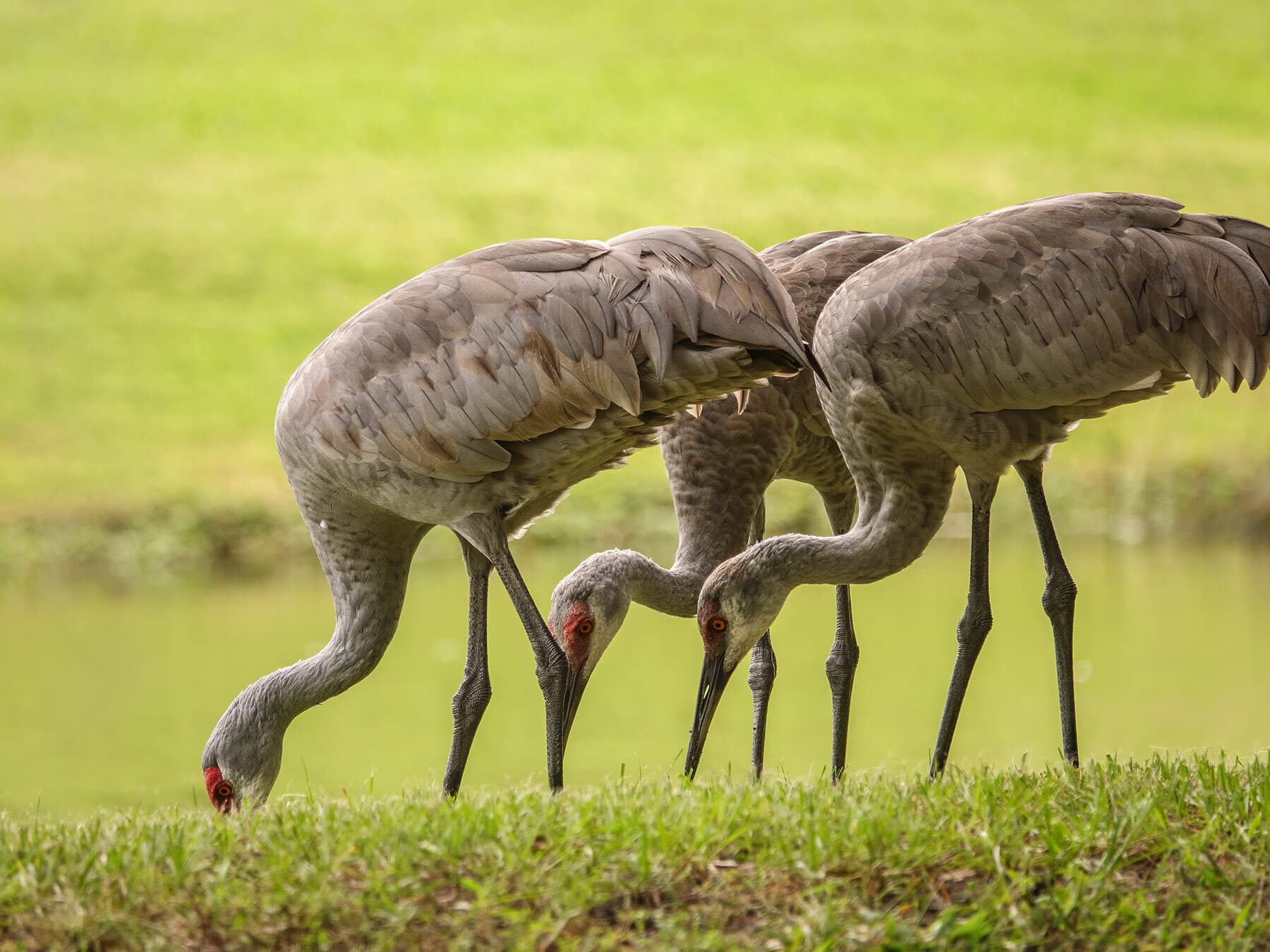 Three cranes foraging