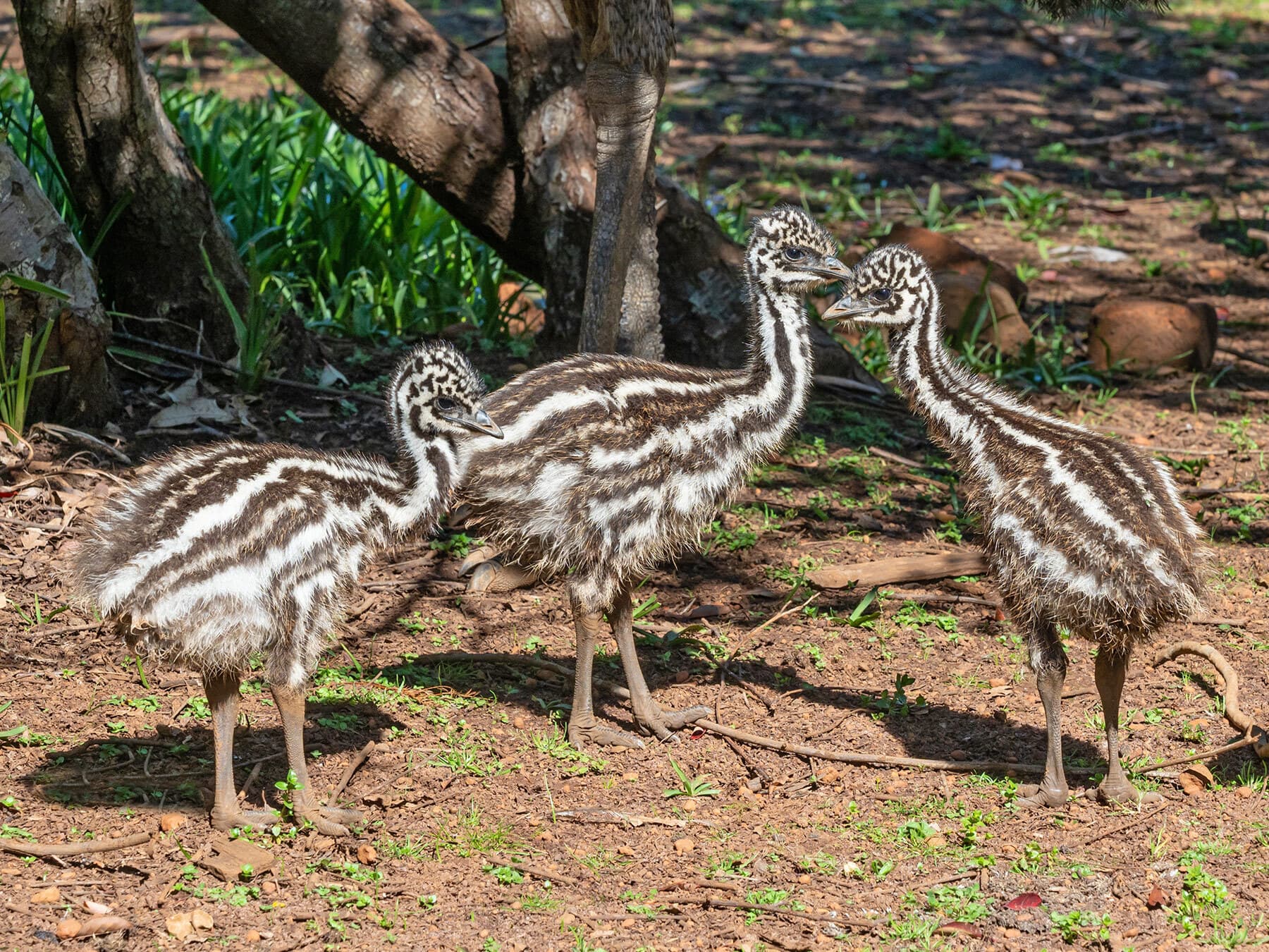 Three emu chicks
