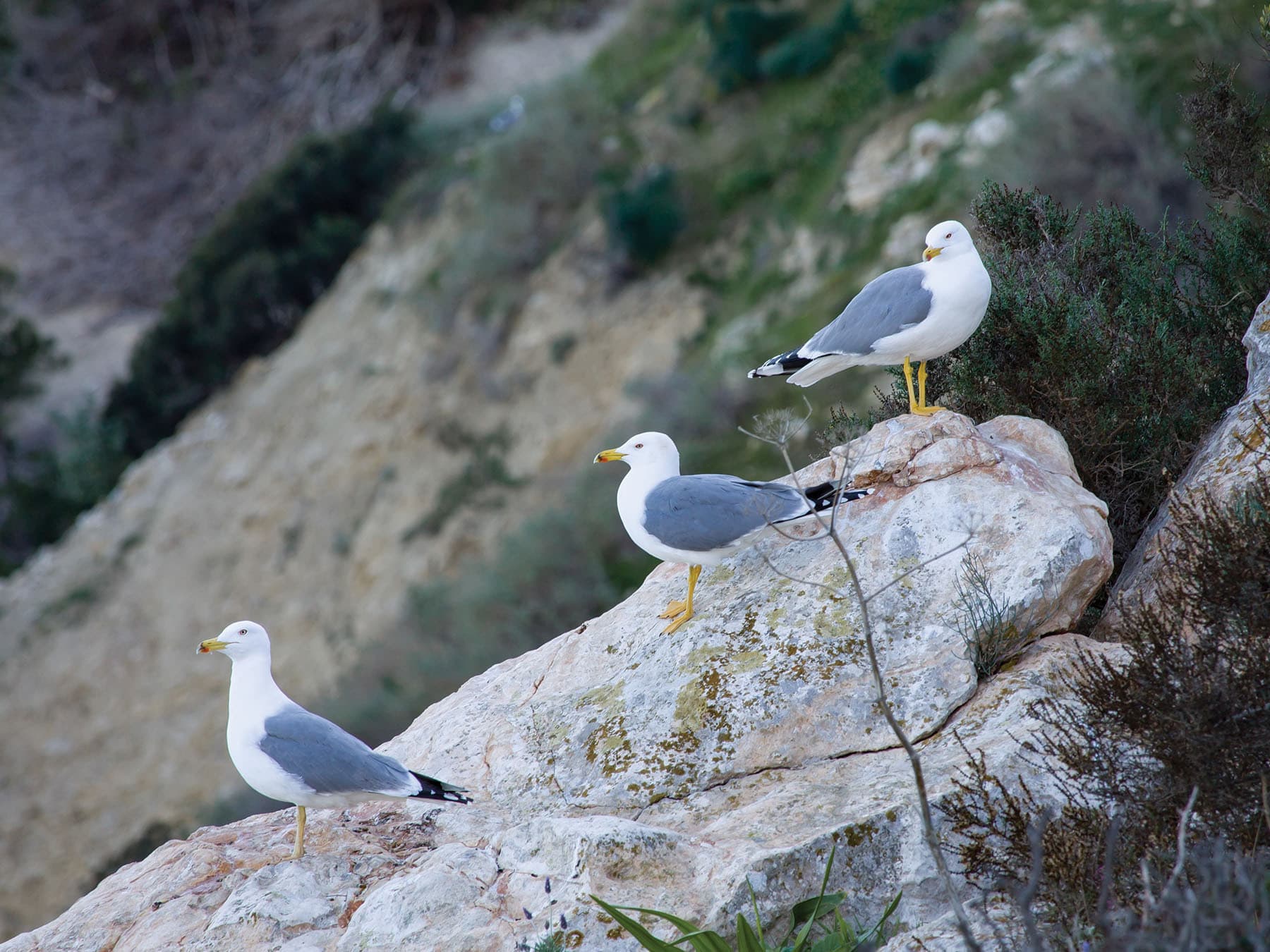 Herring Gulls can be very bold, even around humans
