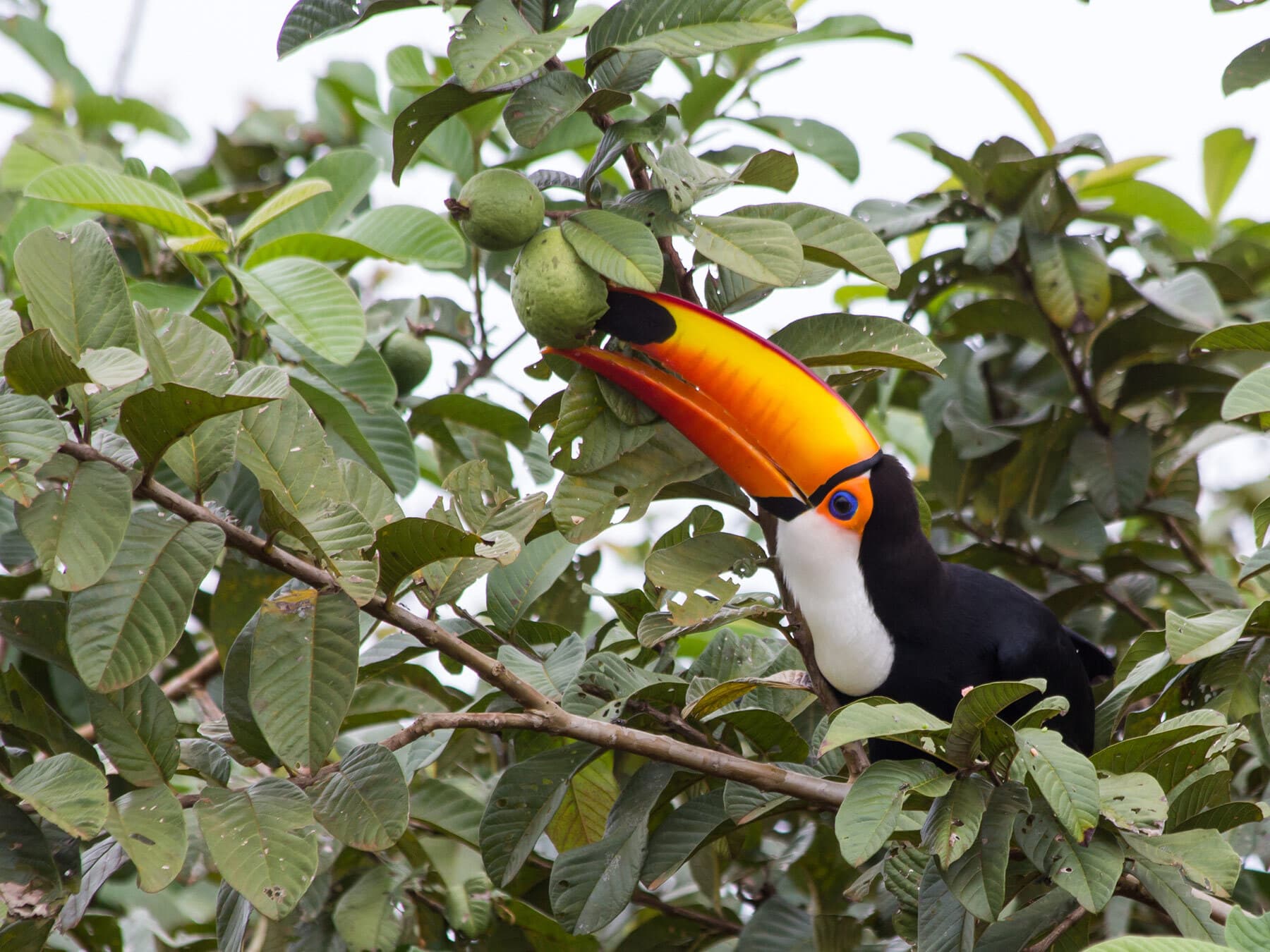 Toco toucan eating guava