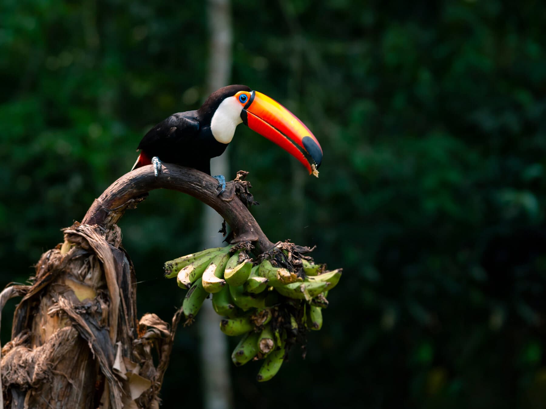 Toco toucan feeding on bananas
